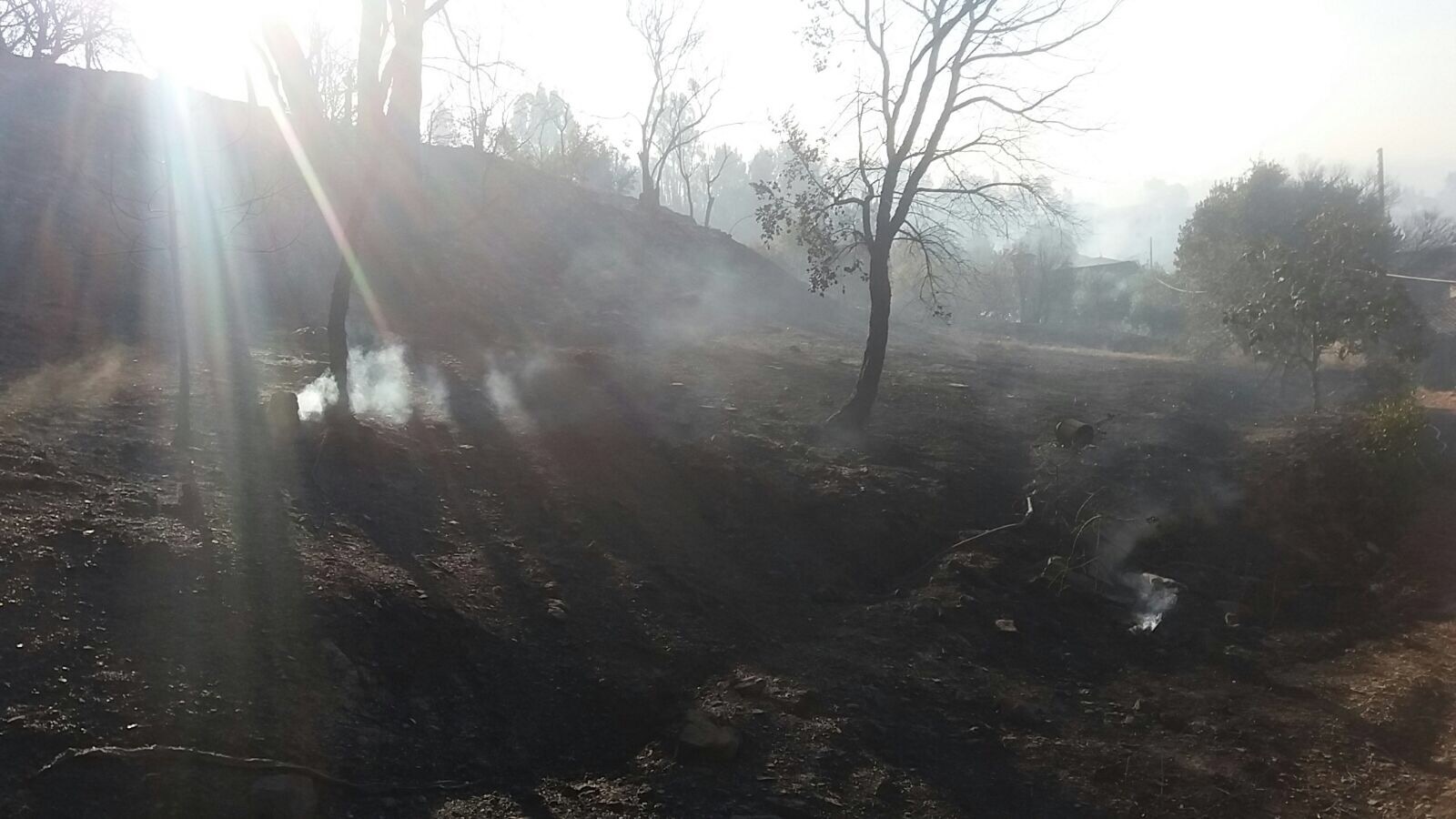 Mais de 100 porcos morrem em incêndio numa suinicultura no concelho de Beja