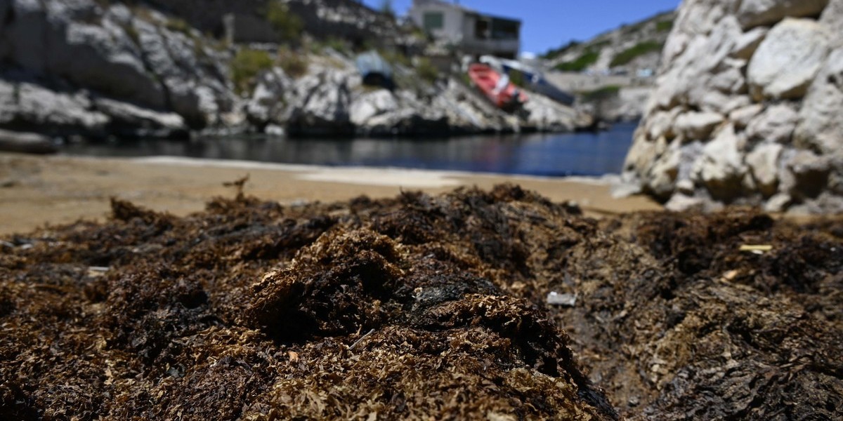 Lançada plataforma para recolher dados de algas invasoras nas praias do Algarve