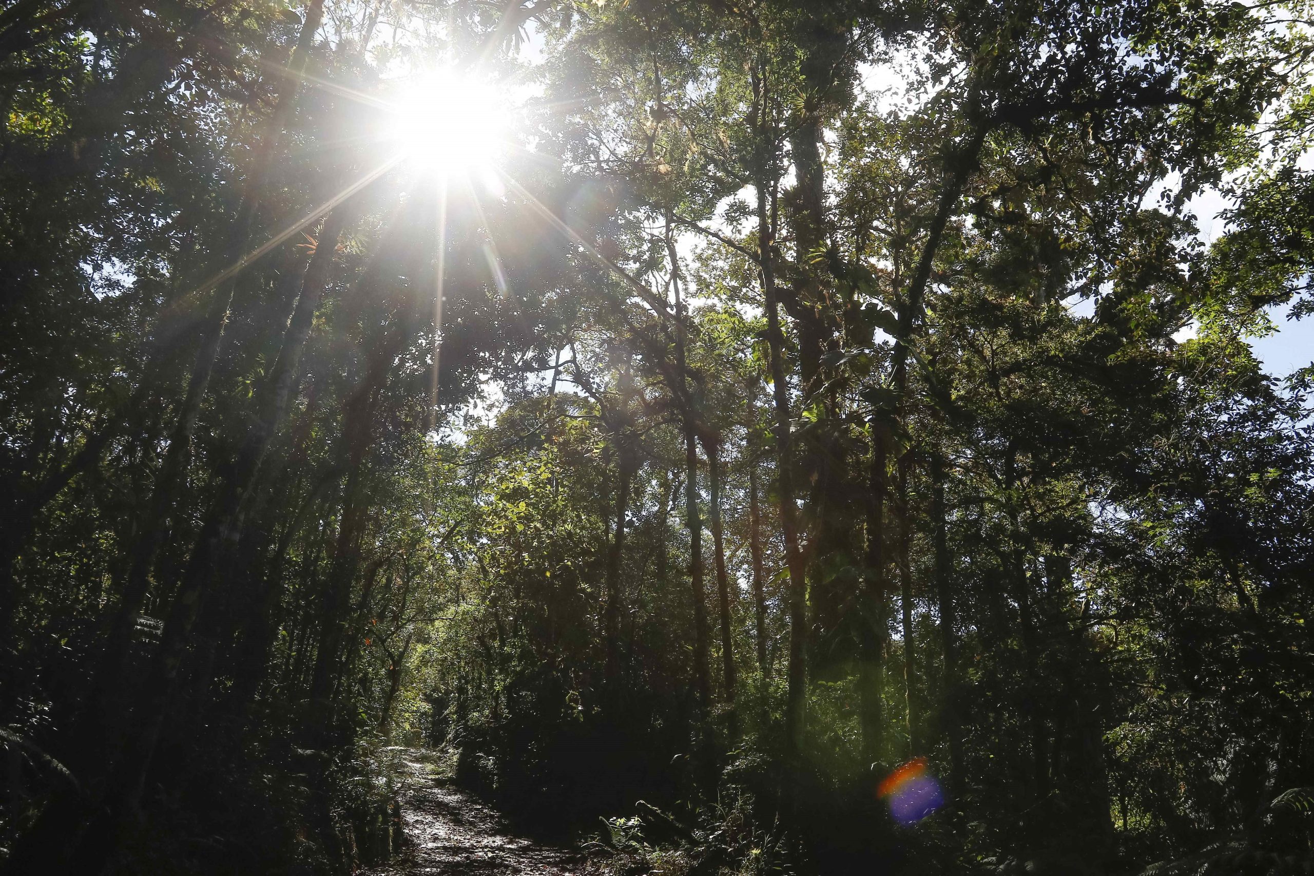 Sete milhões de hectares de florestas são destruídos todos os anos para outros usos