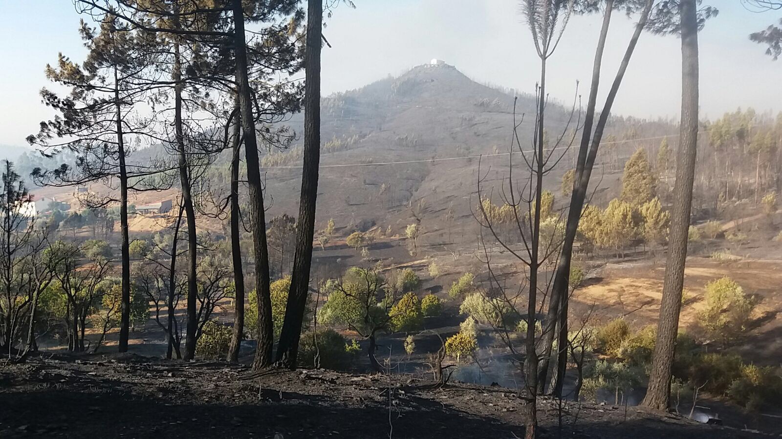 Mais de 128.000 hectares ardidos, maior área da última década em período homólogo