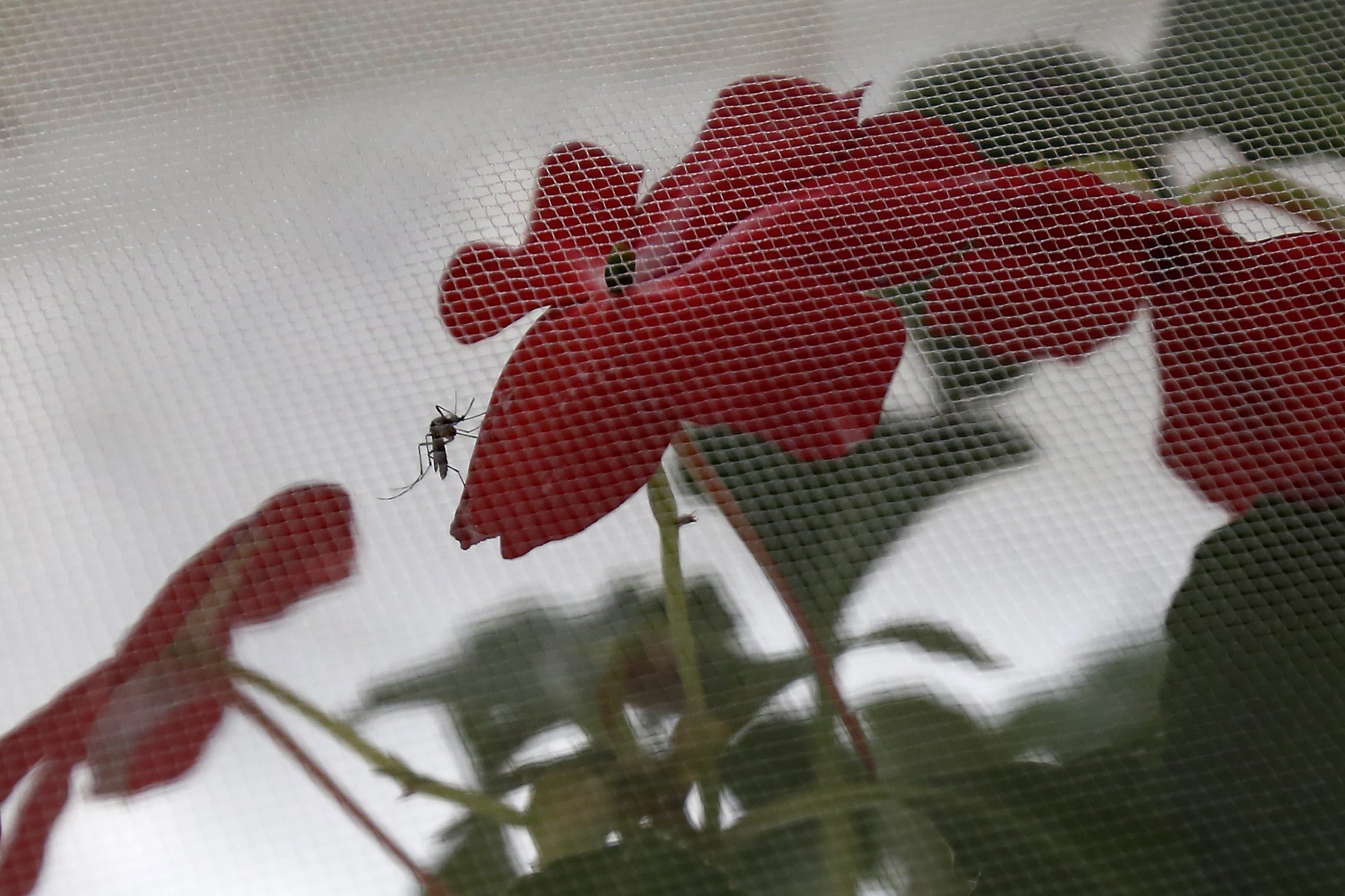 Brasil vai aplicar técnica que esteriliza o mosquito do zika e dengue