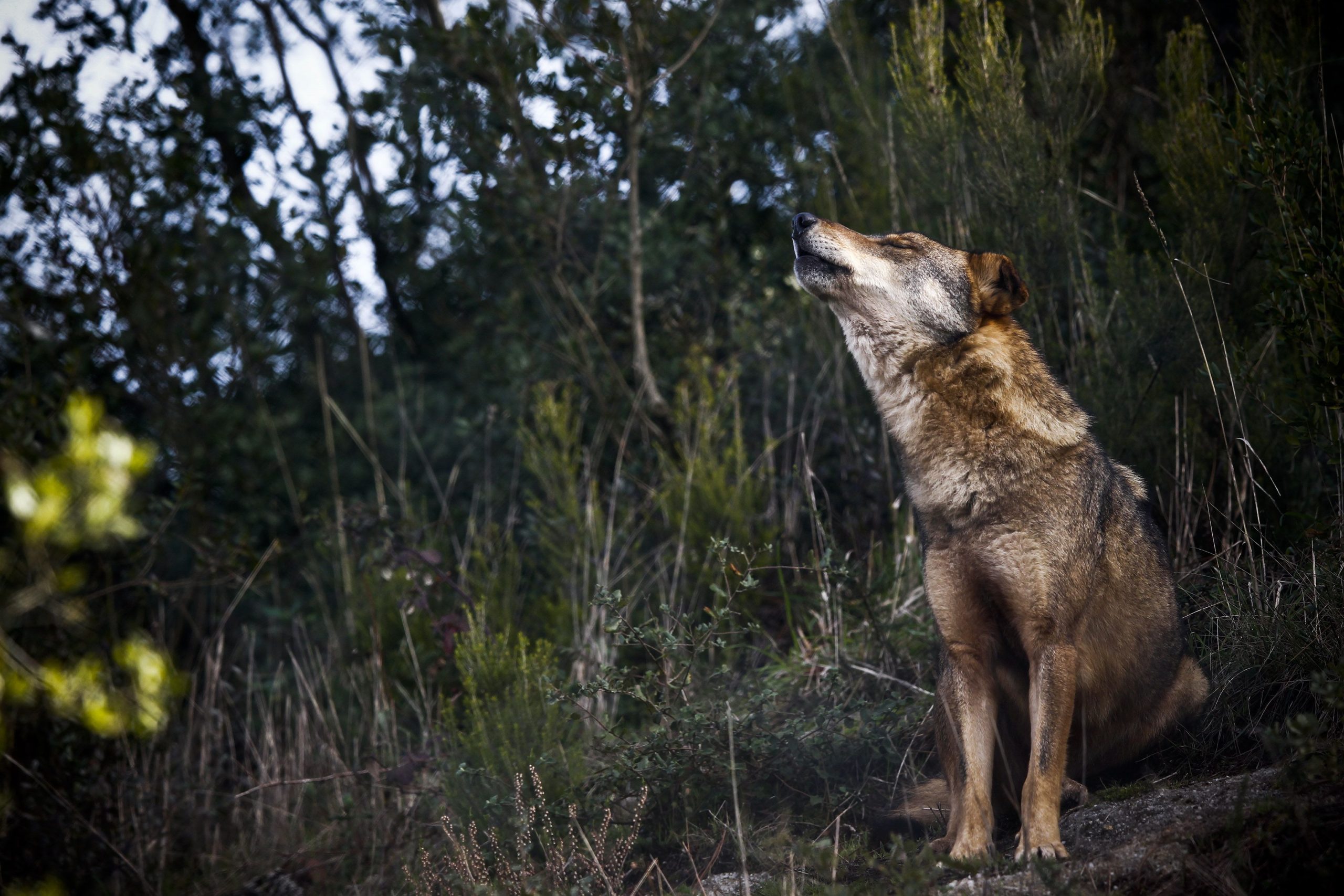 Agricultores espanhóis alertam: cuidado com o regresso do lobo-ibérico