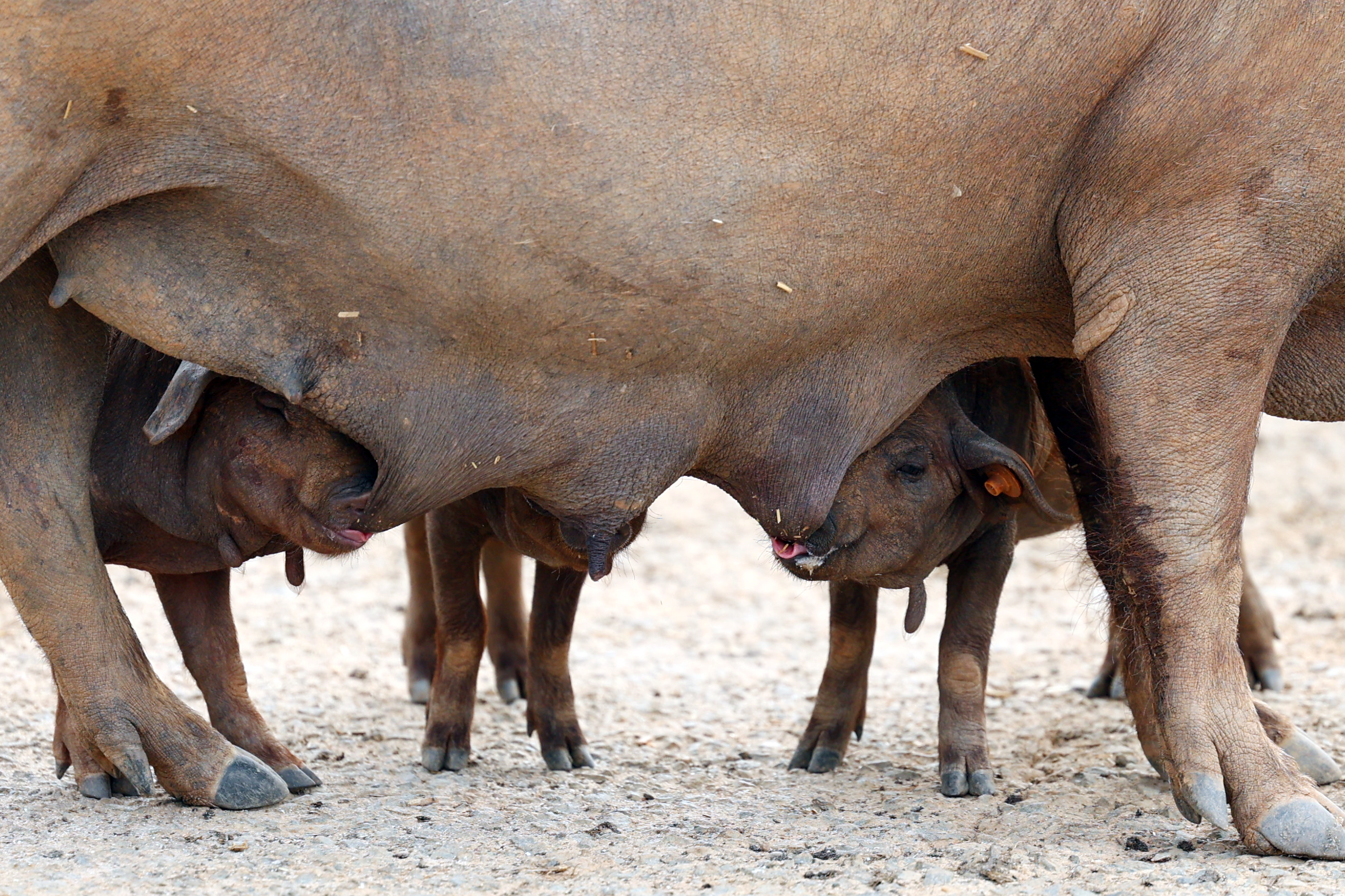 Pequim anuncia investigação ‘antidumping’ na importação de carne de porco da UE