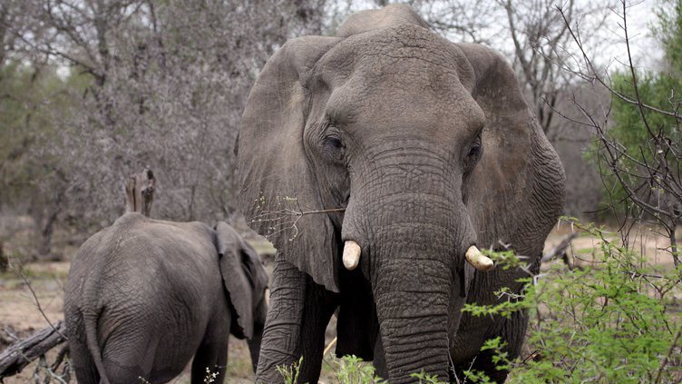 Suzy, um elefante de pijama que alerta para as alterações climáticas