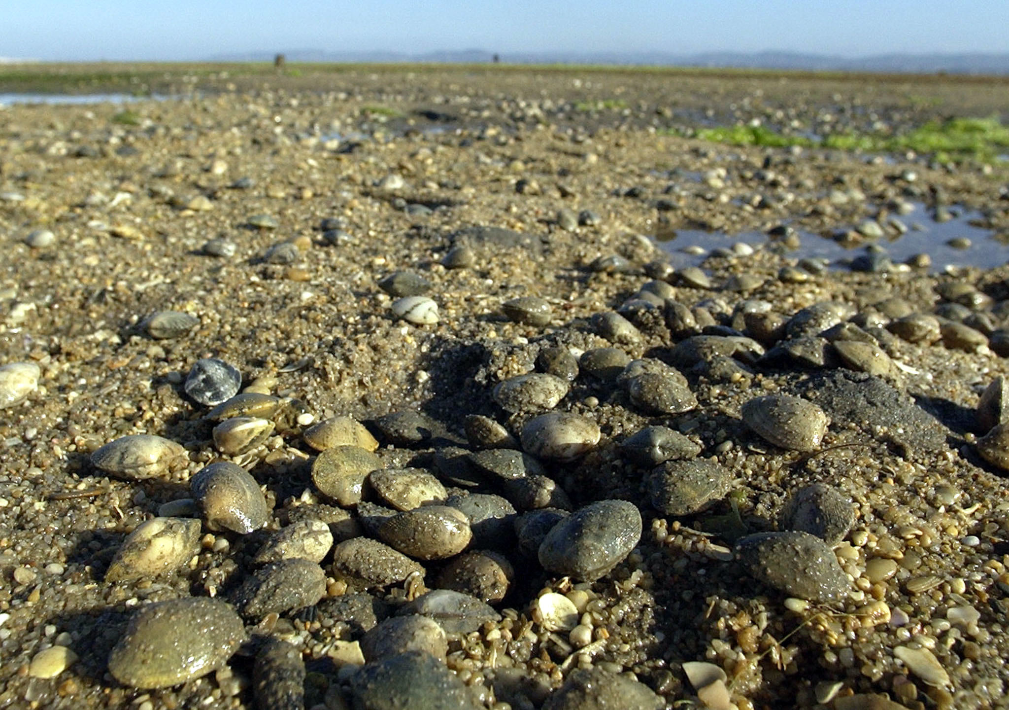 Mais 350 pessoas identificadas em fiscalização à apanha de bivalves no Tejo