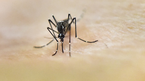 Instituto alerta para maior concentração de mosquitos invasores em Faro e Lisboa