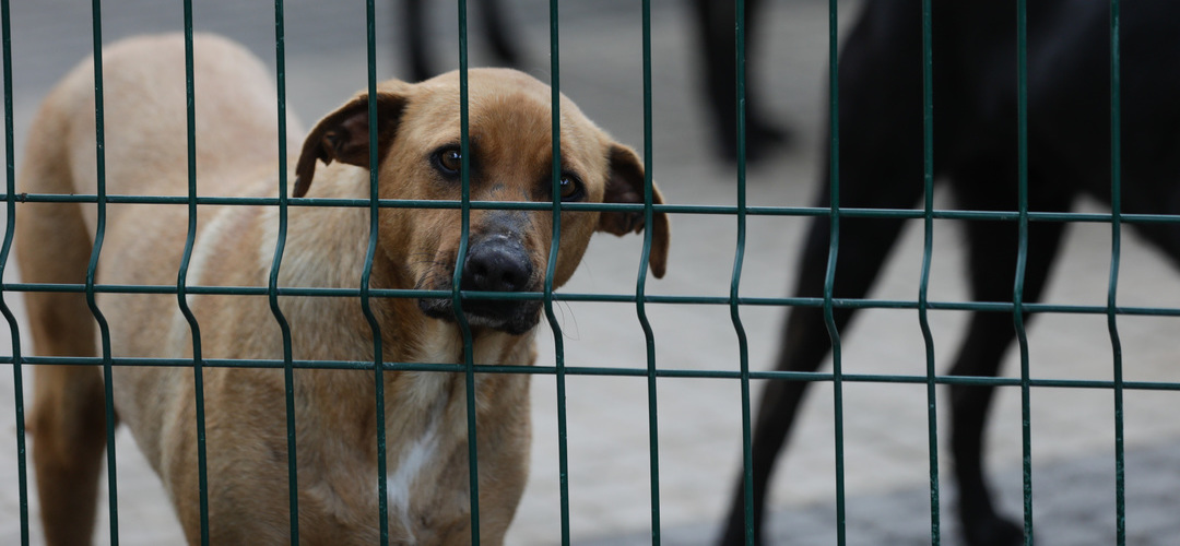 Em tempo de férias, PSP de Lisboa lança campanha “Diga Não ao abandono de animais”