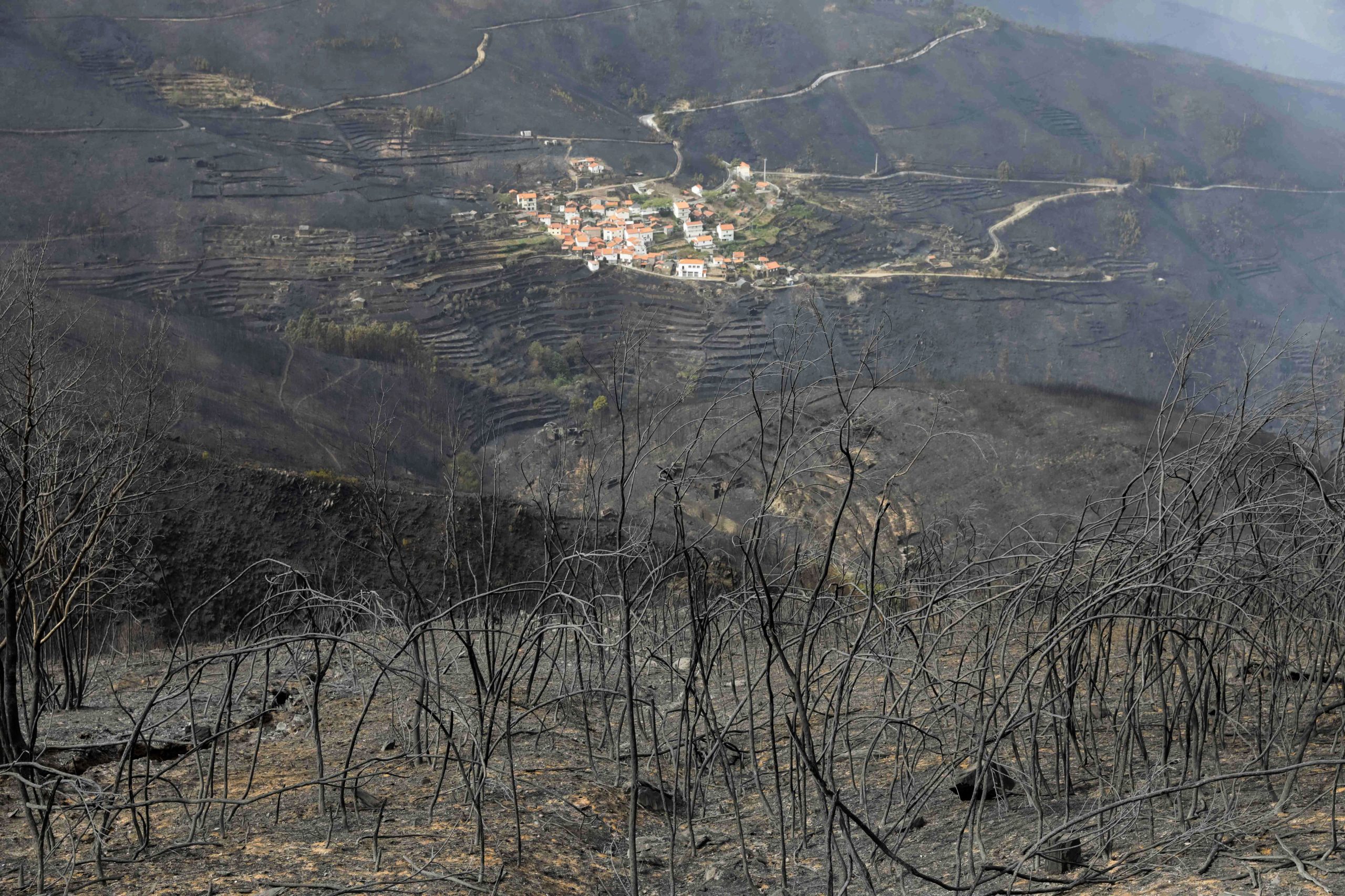 Incêndios: Arganil quer mais autóctones após eucalipto ter proliferado nos últimos três anos
