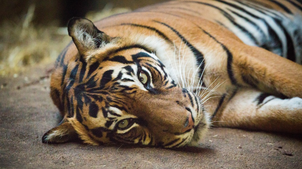 Melati e Asim: Um final infeliz na história de dois tigres que tinham acabado de se conhecer no Zoo de Londres