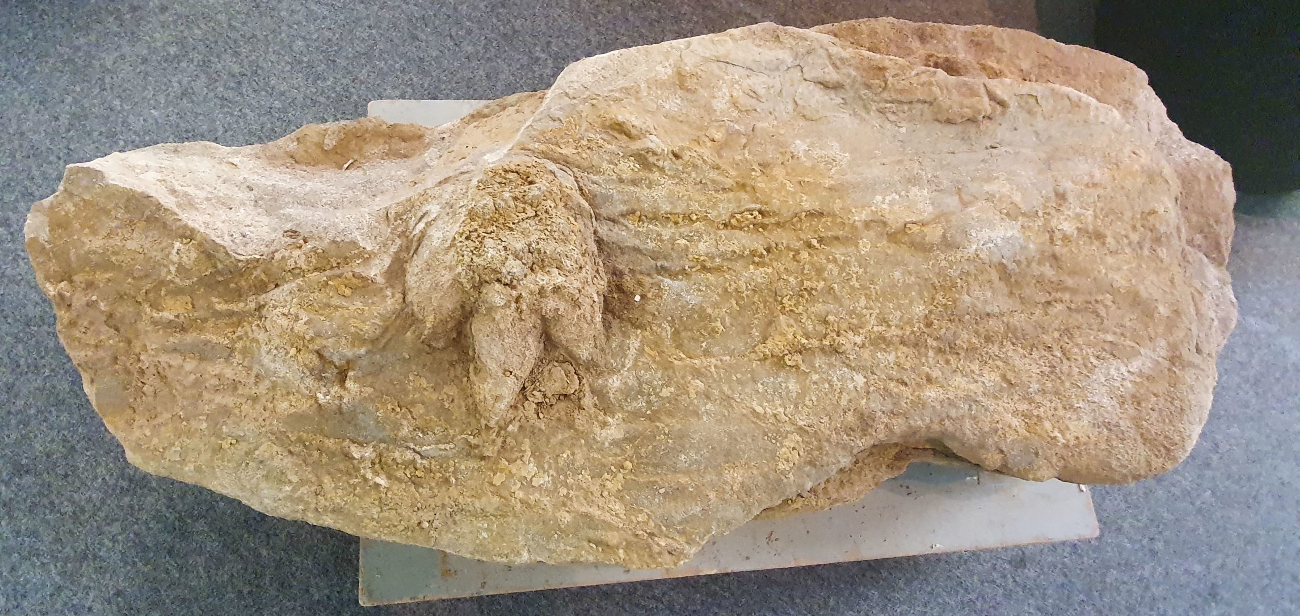 Novas pegadas de dinossauros carnívoros do Jurássico descobertas no Cabo Mondego