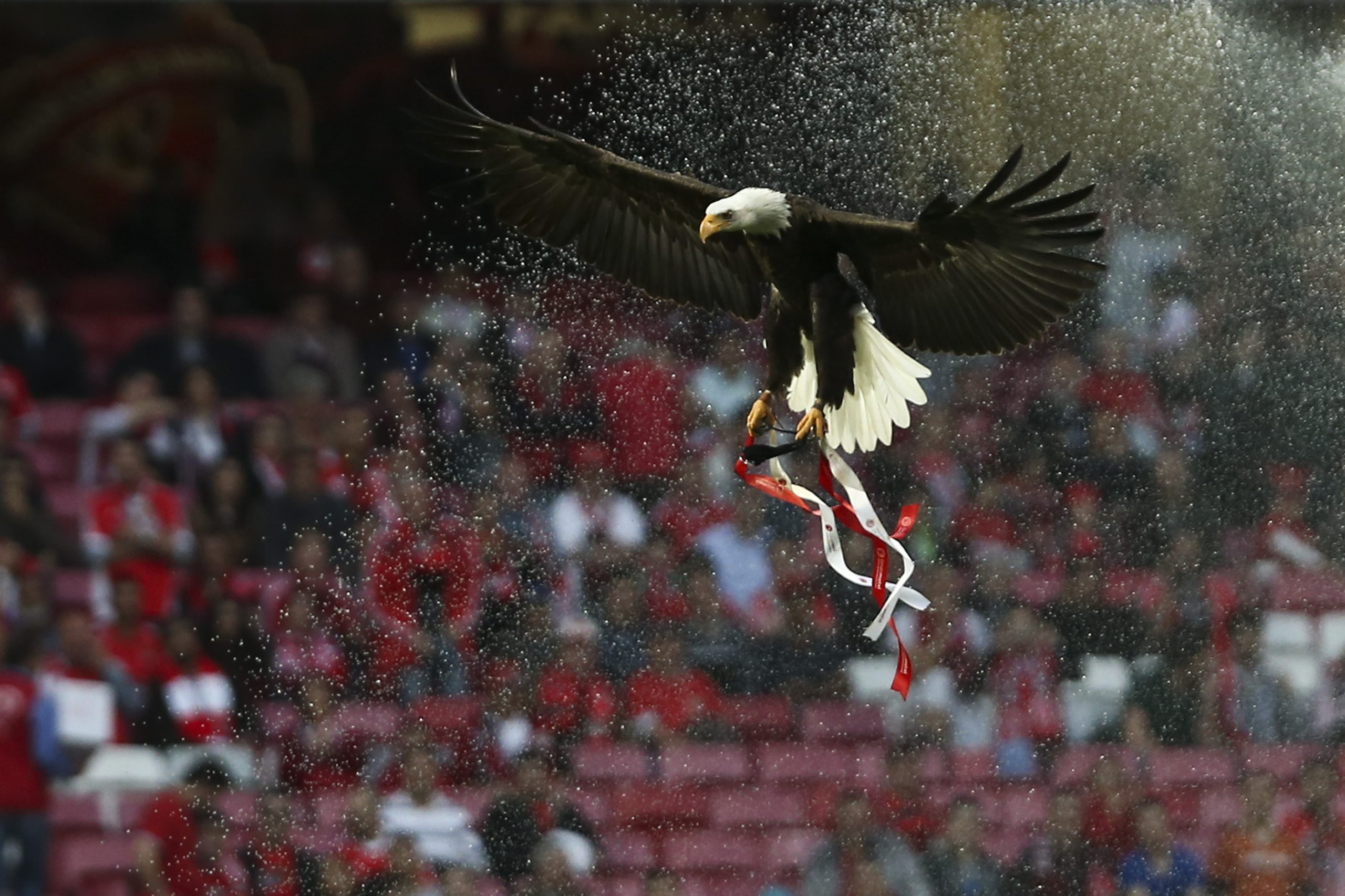 Ministério Público confirma realização de buscas na SAD do Benfica