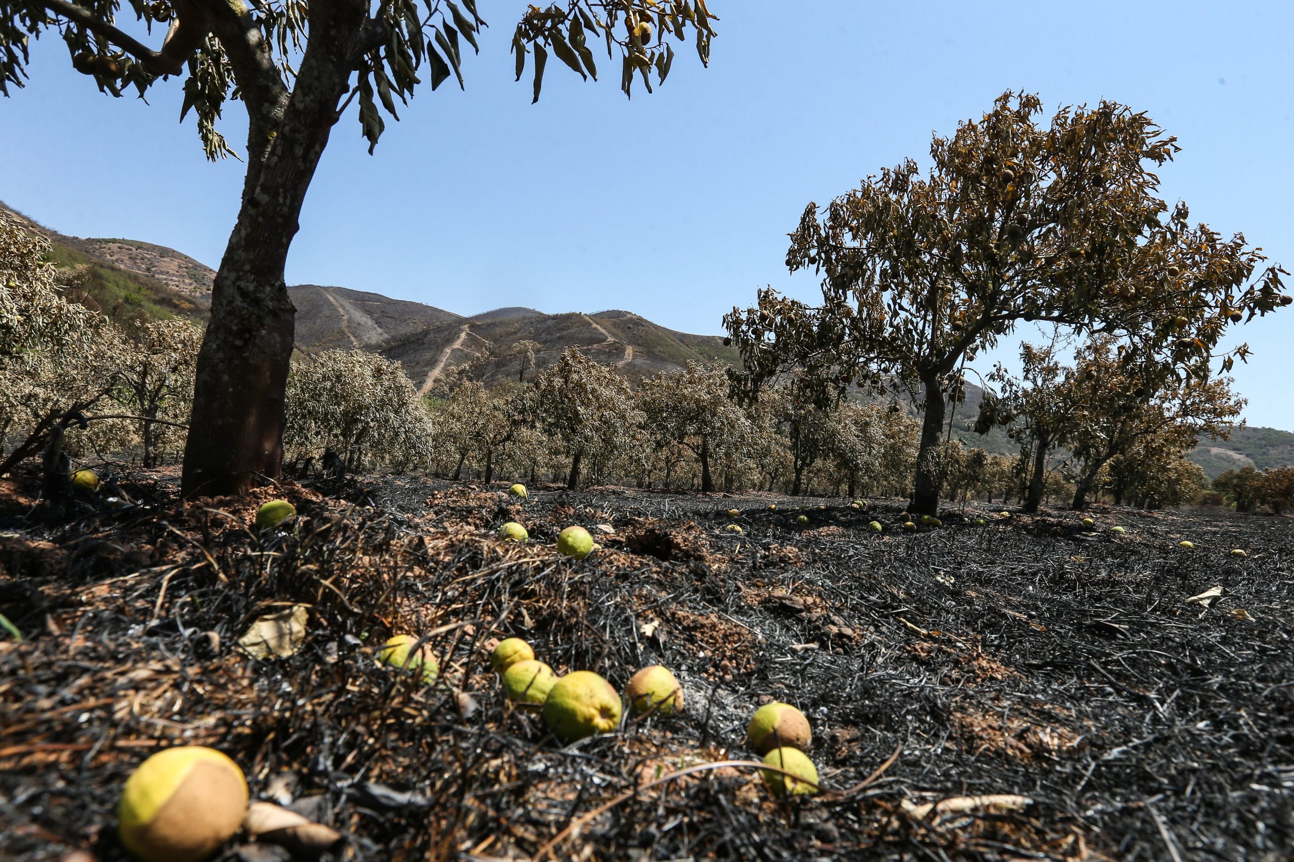 Incêndios. PSD pede ao Governo que deixe de fazer campanha eleitoral