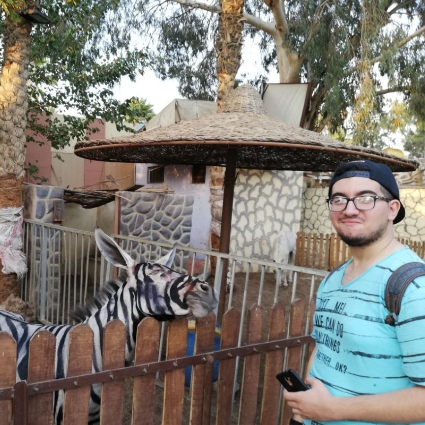 Preto no branco? Zoo egípcio suspeito de pintar burros para parecerem zebras