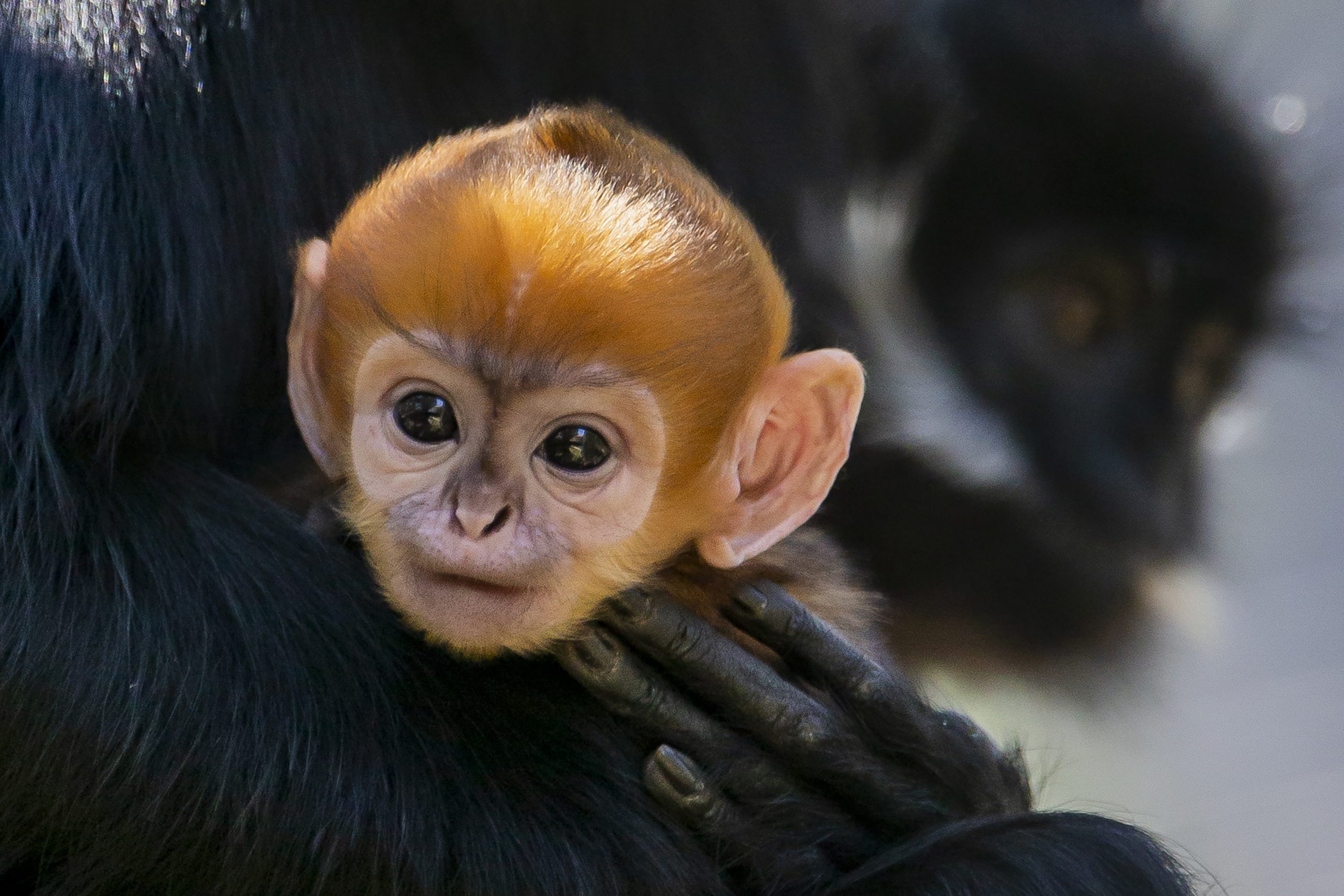 Cientistas surpreendidos com macacos-capuchinho a raptar crias de bugios: “Chocante. Não vimos nada assim no reino animal”