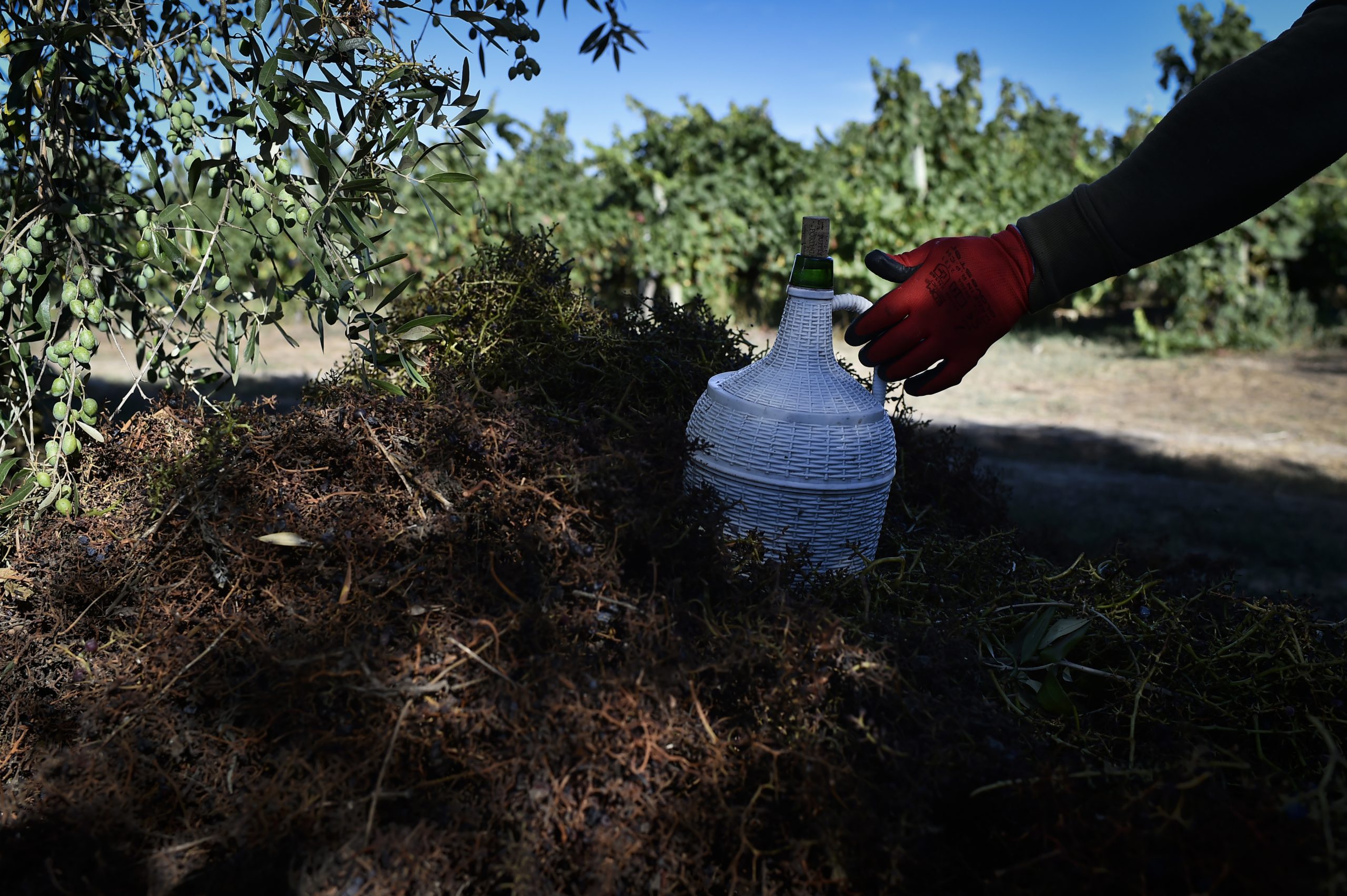 ASAE apreende vinho no valor de 64 mil euros no distrito da Guarda