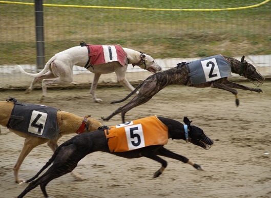 Ex-concessionária do canídromo de Macau paga mais de 2 milhões por abandonar 532 galgos