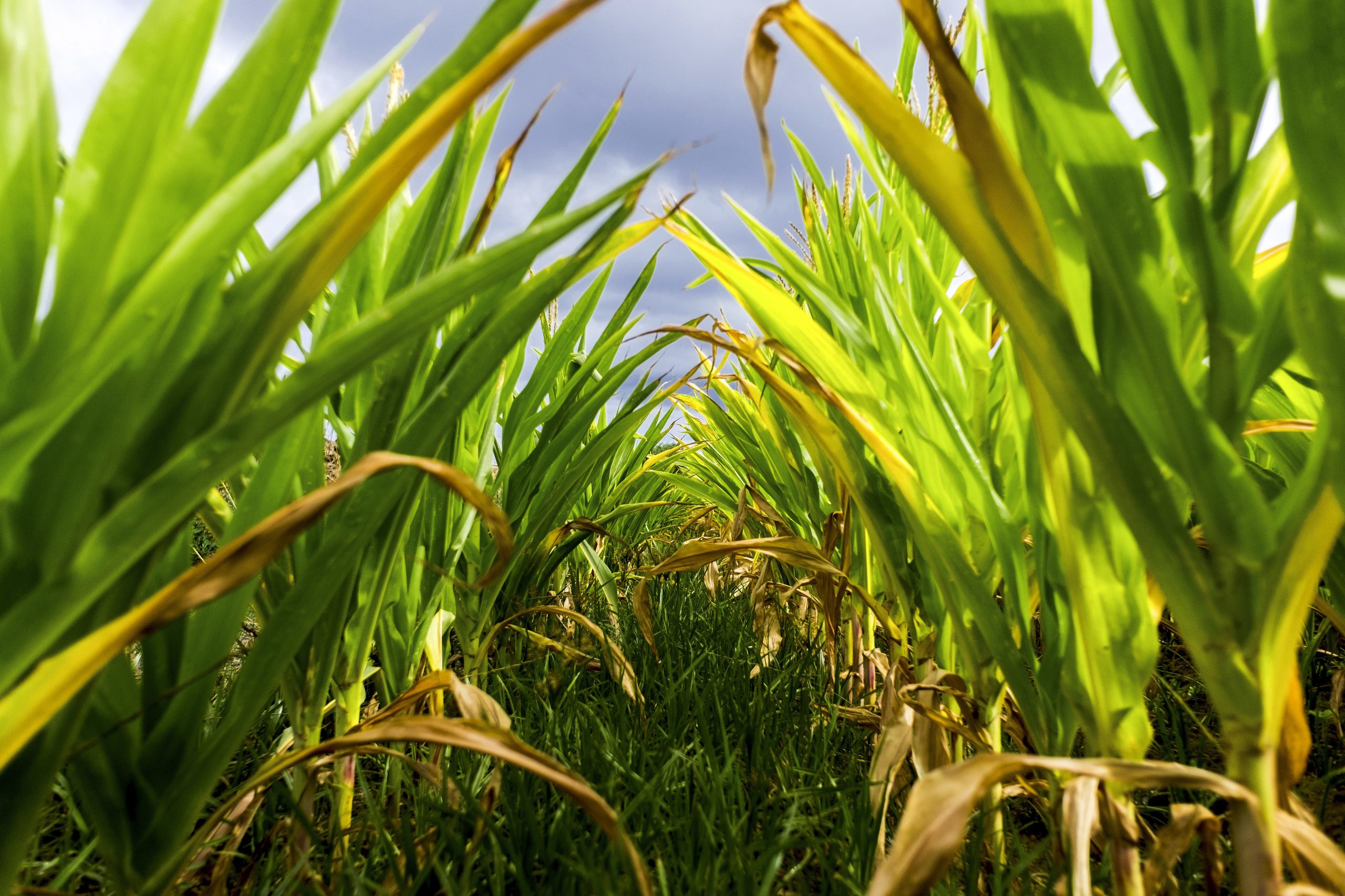 Mau Tempo: Cinquenta por cento dos campos de milho do Baixo Mondego com colheita em risco