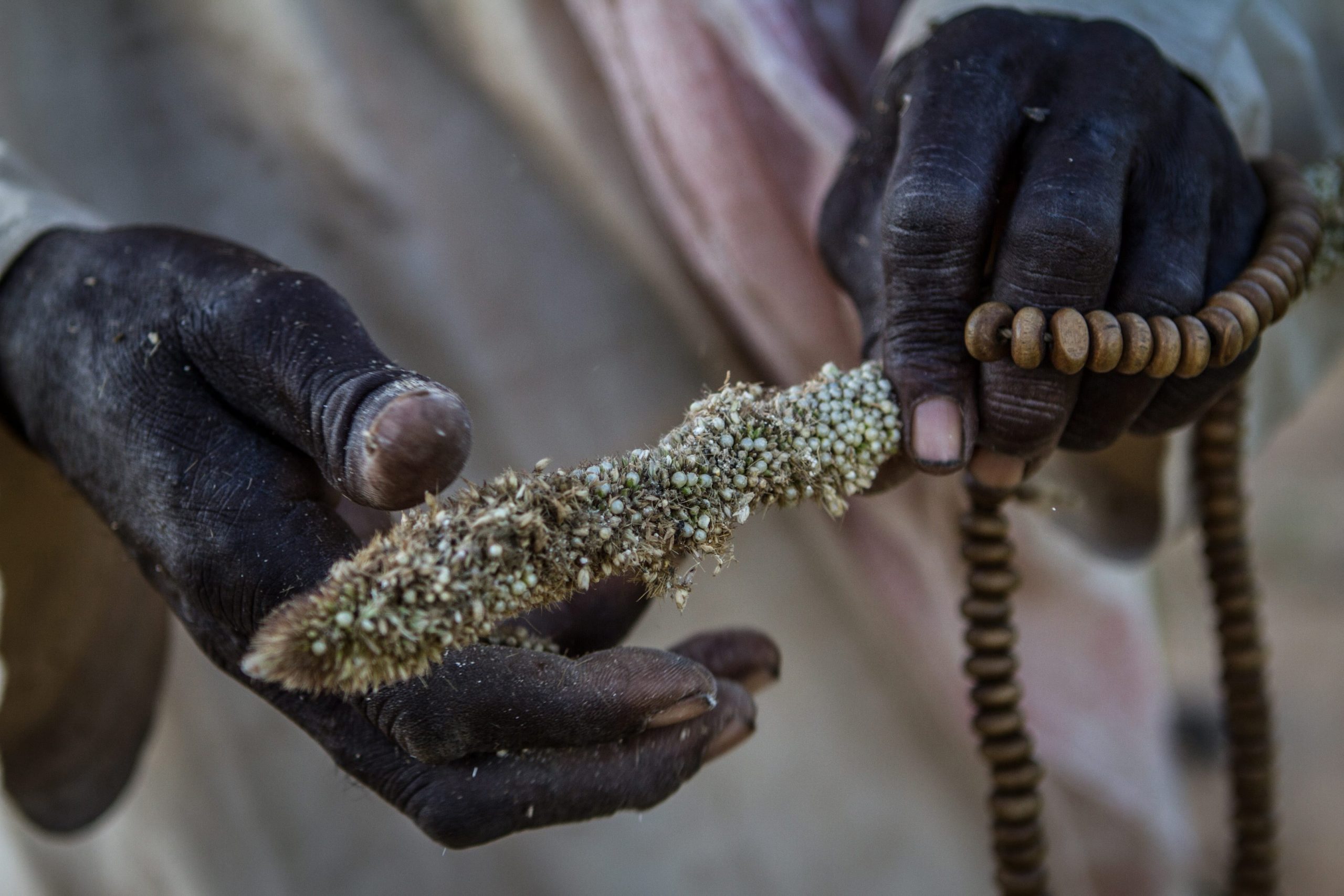 Fome ameaça 37 países no Mundo ainda que abundem as colheitas de cereais