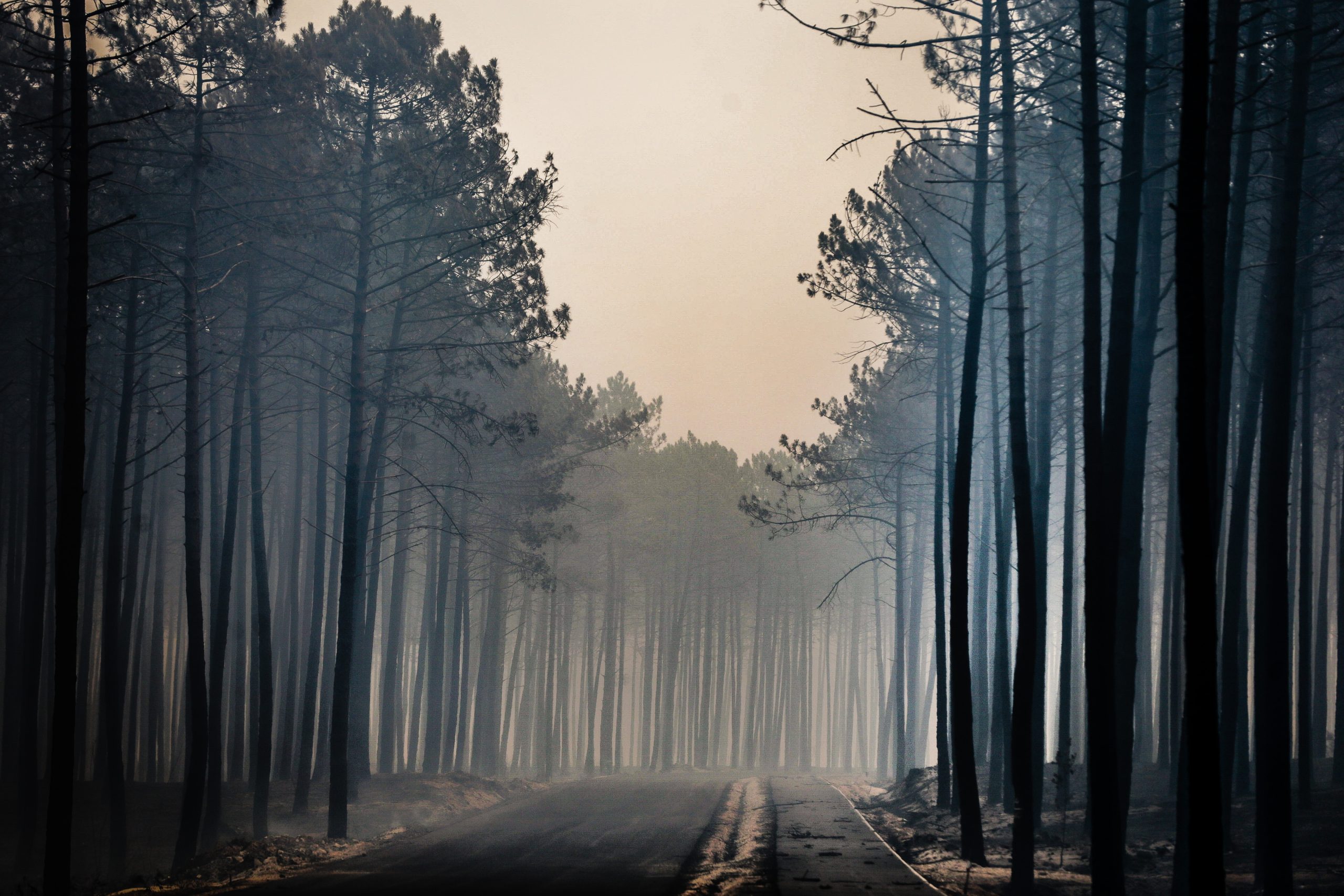 Pinhal de Leiria. Madeira ardida nos incêndios de 2017 vendida na China
