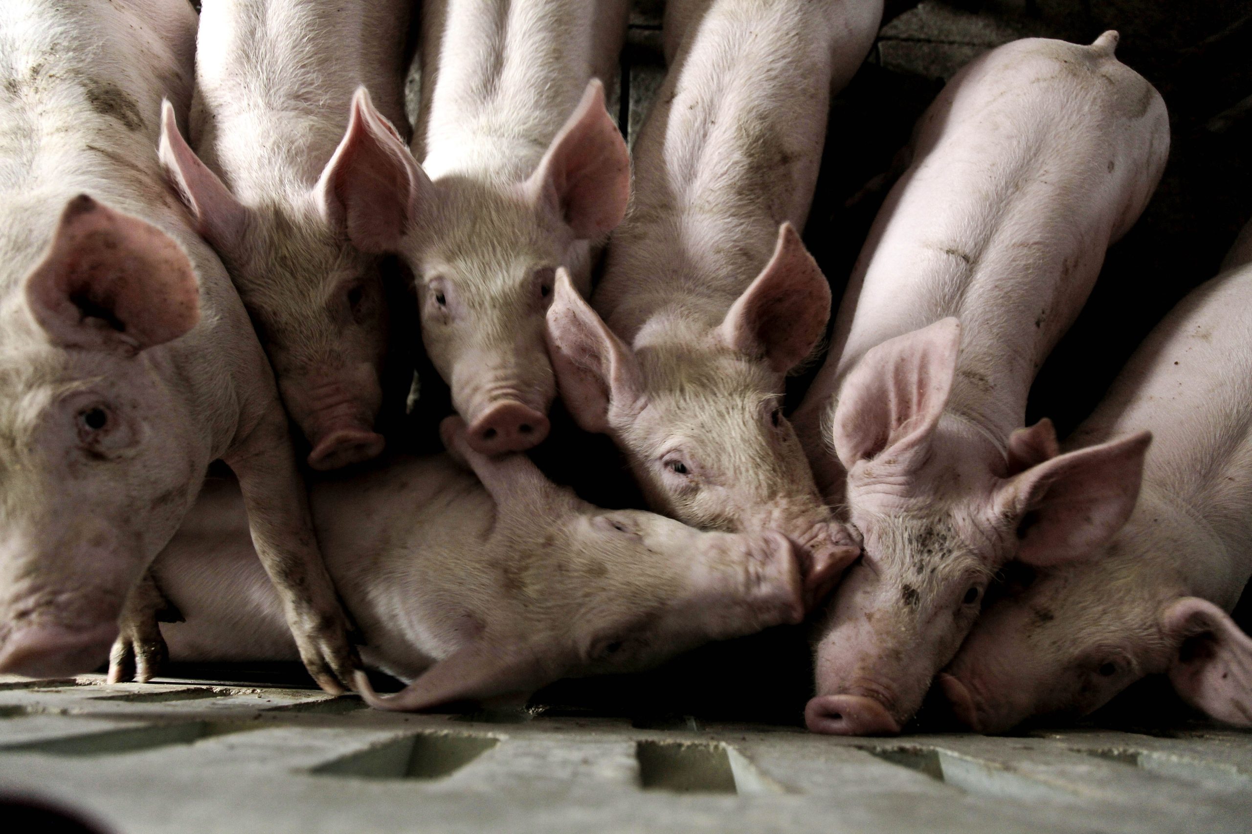 Zero quer travar poluição de águas subterrâneas pela pecuária e agricultura intensivas