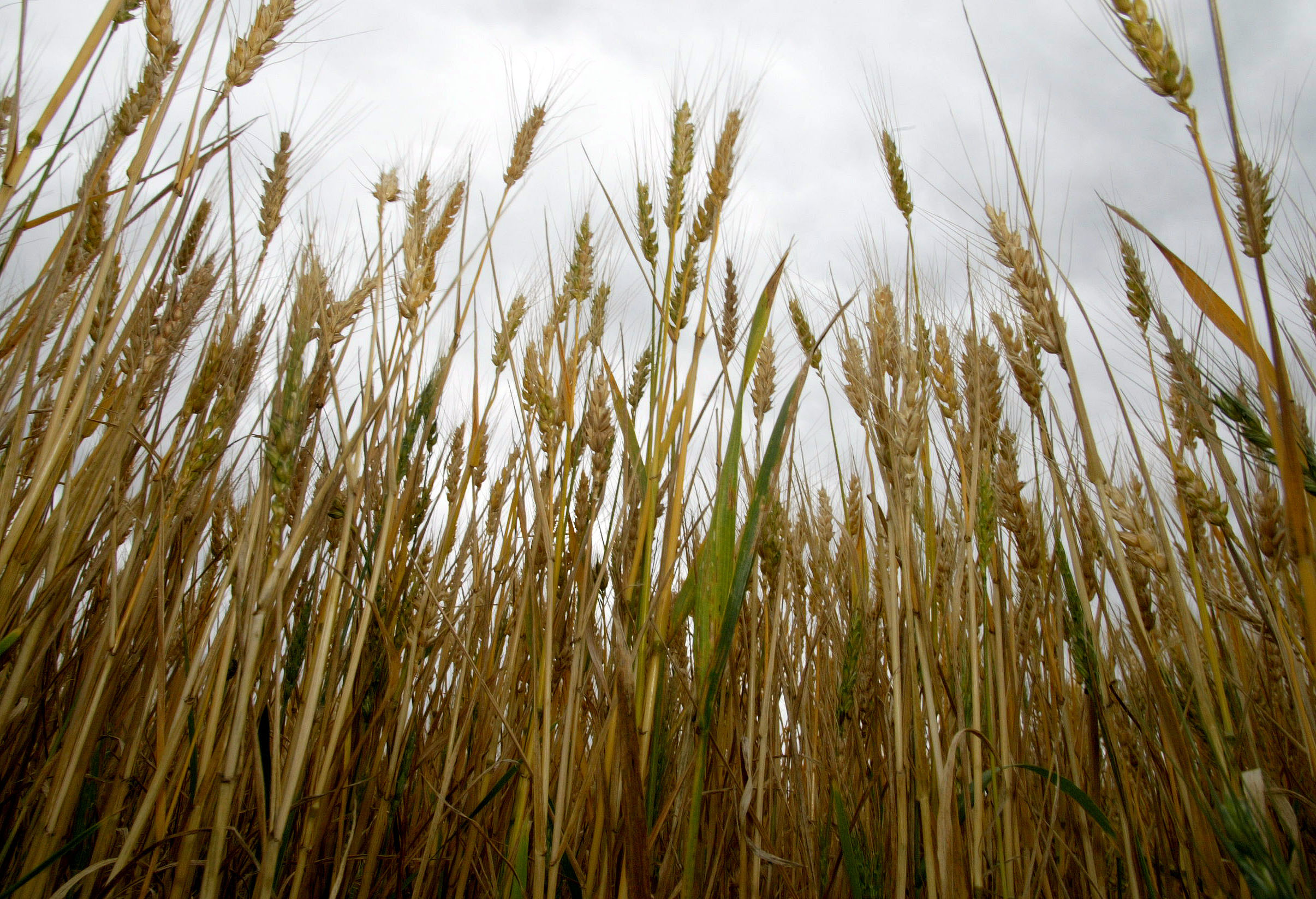 CAP alerta para baixa execução do Programa de Desenvolvimento Rural
