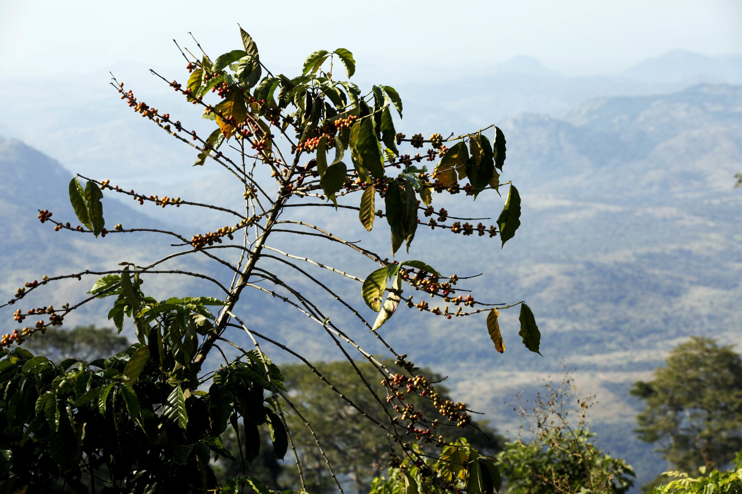 Agricultura familiar lidera produção em Angola com 91,5% das explorações