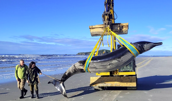 Baleia mais rara do mundo terá dado à costa na Nova Zelândia. É parecida com “um golfinho muito grande”
