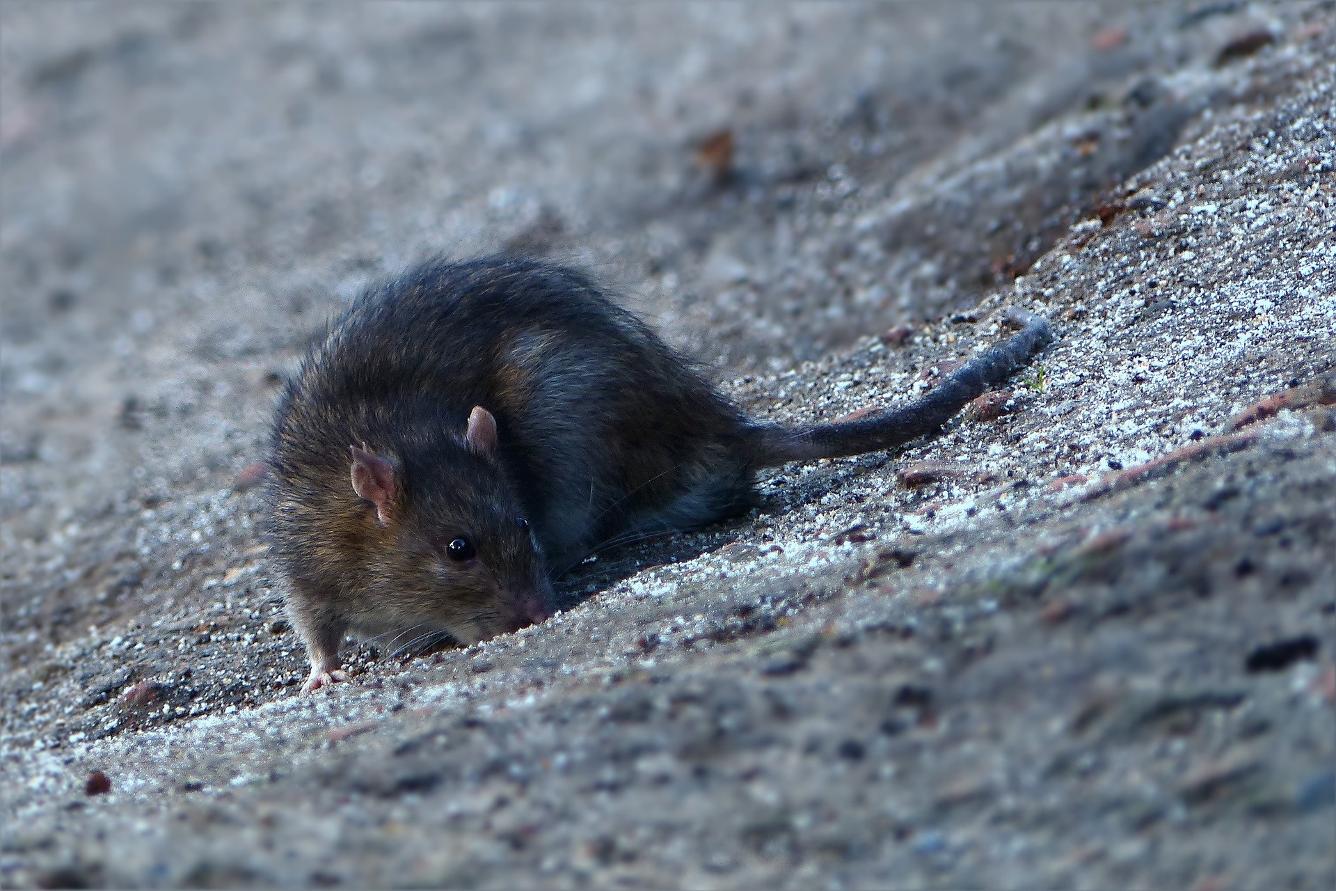 Ratos invadem Câmara de Los Angeles