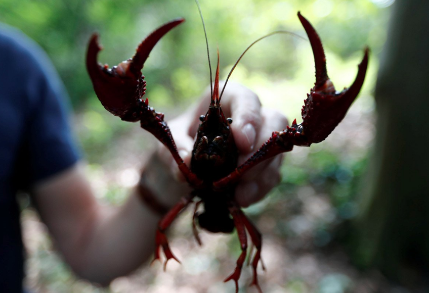 Calor é determinante na expansão de “invasão” de lagostins vermelhos em Portugal