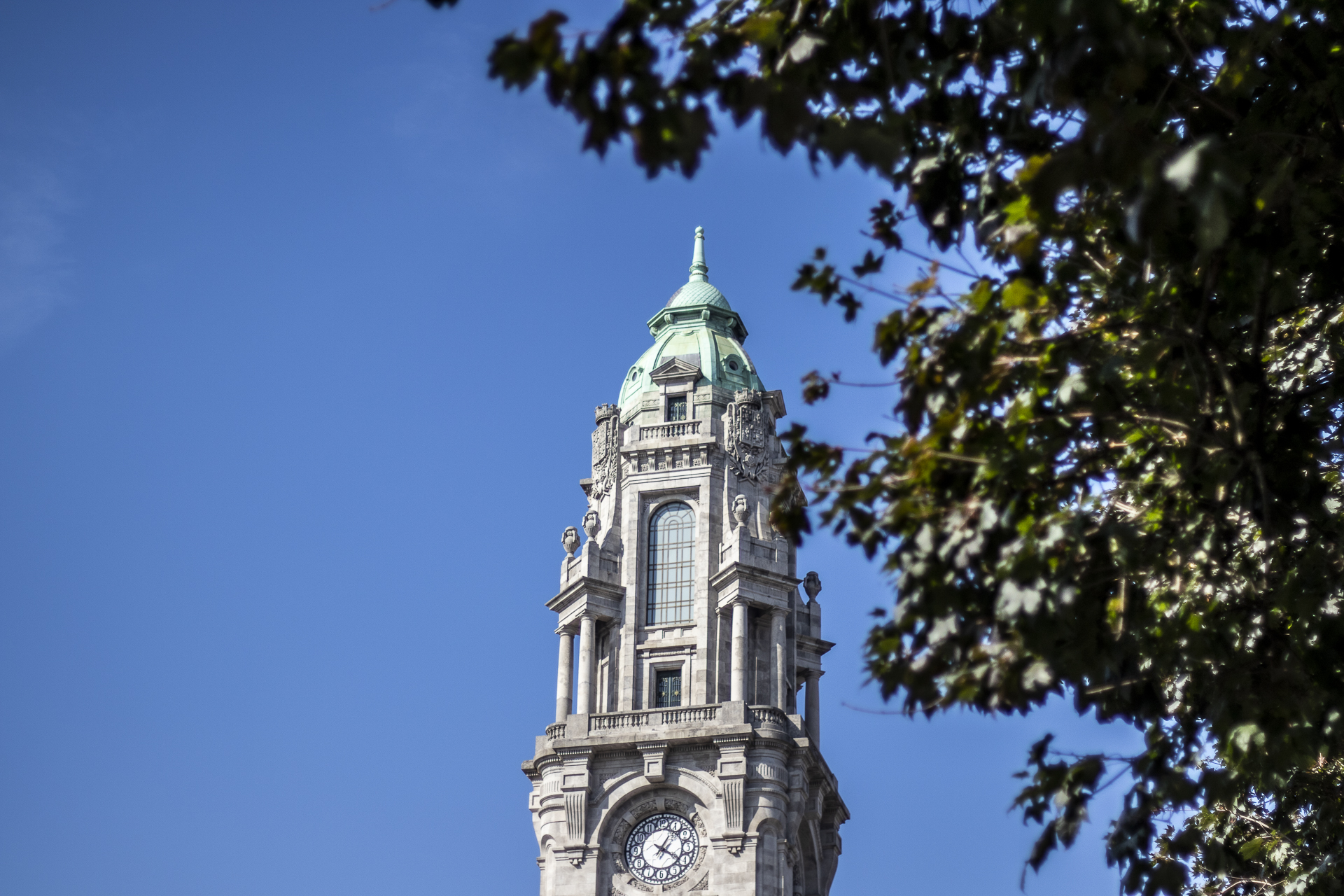 Porto avança com Plano Municipal de Arborização para mitigar alterações climáticas