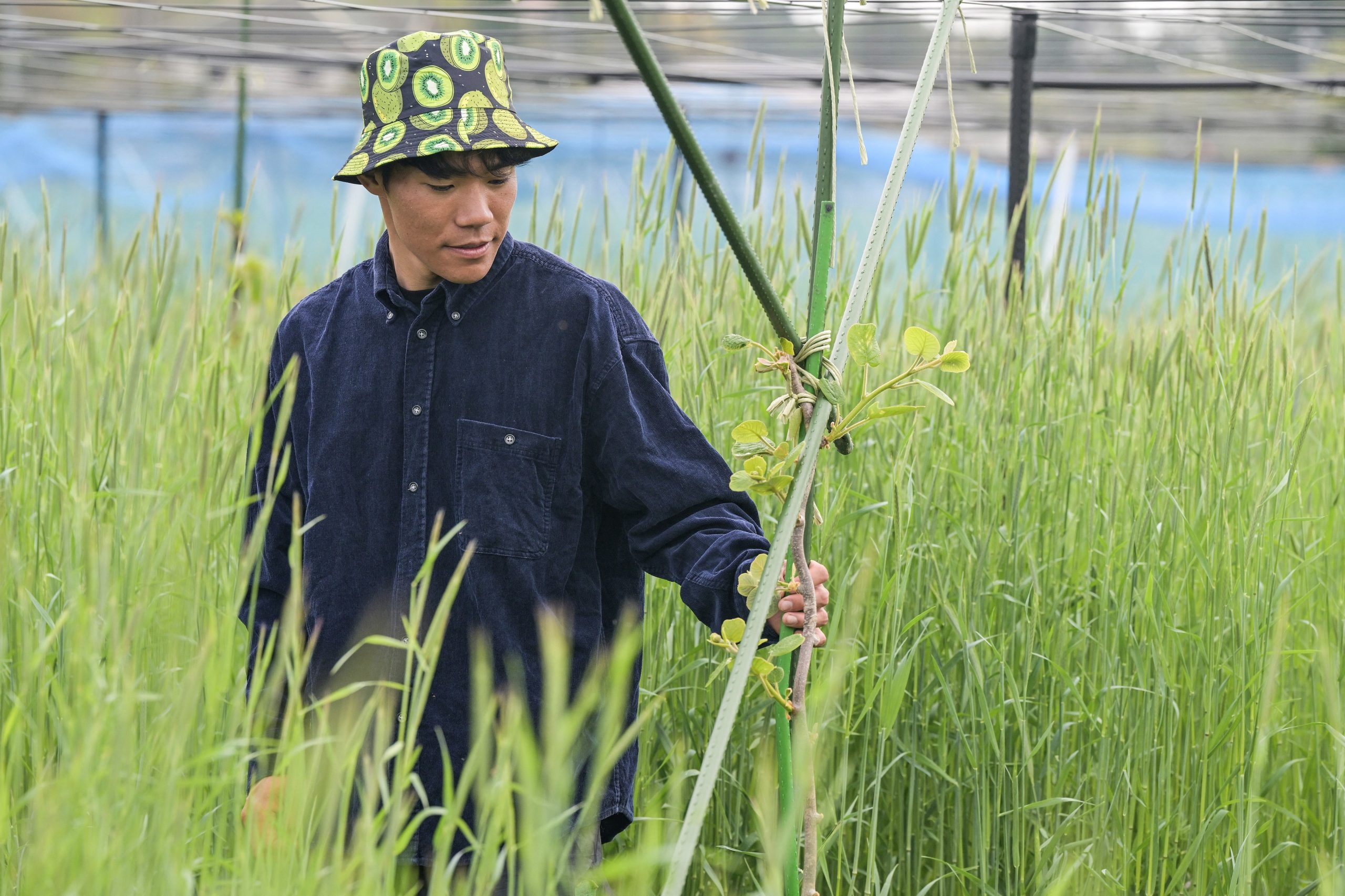 O agricultor Gen Z que cultiva kiwis em Fukushima quer “seguir em frente”