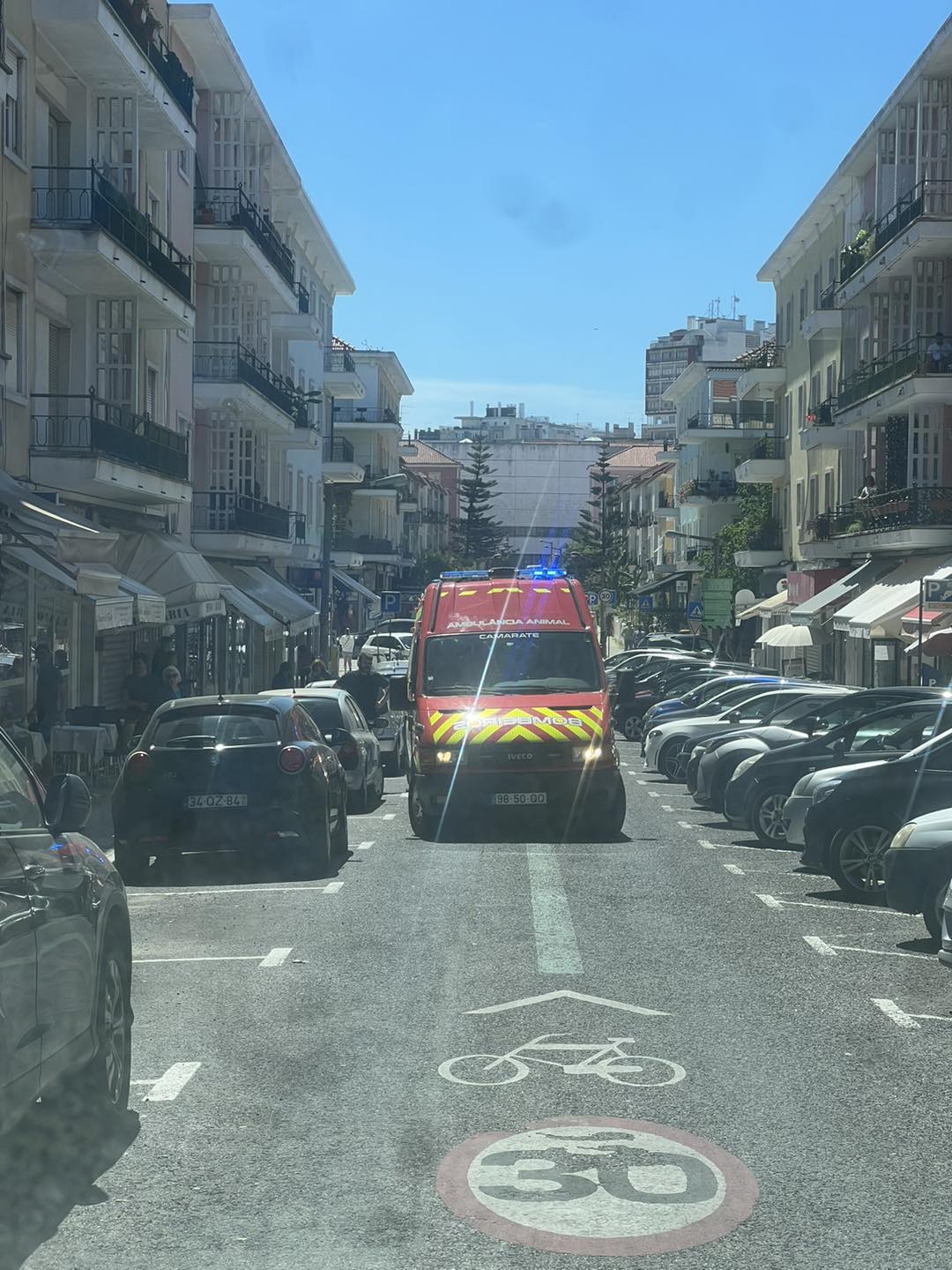 Ambulância socorreu cão que saltou de varanda em Lisboa
