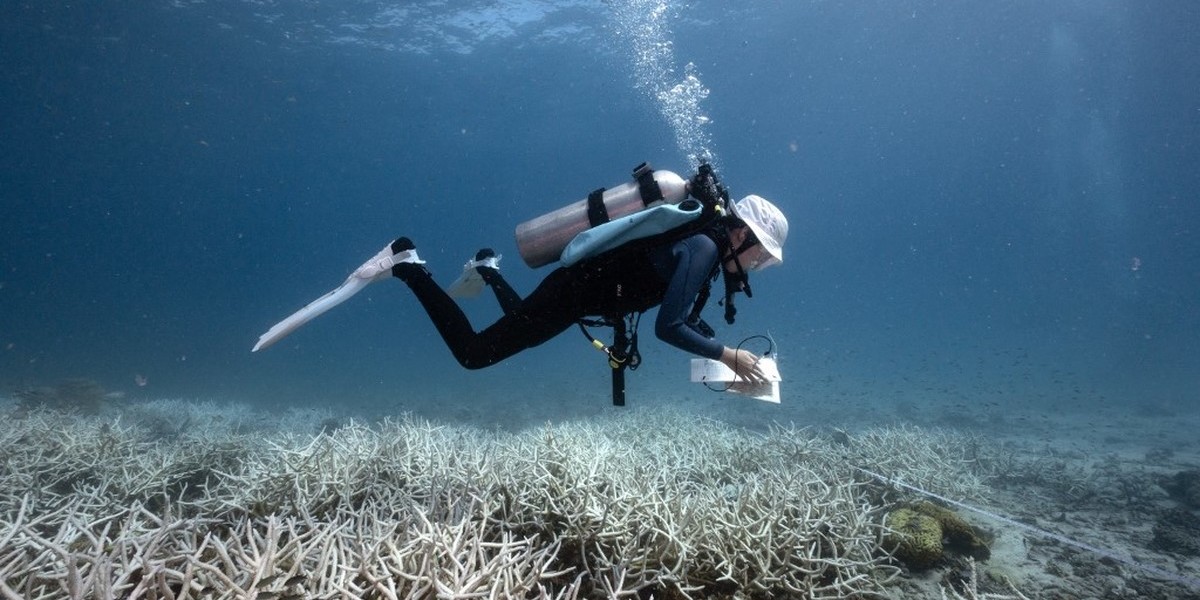 Planta marinha mais antiga do mundo encontrada na Finlândia. Alterações climáticas ameaçam a extinção da espécie