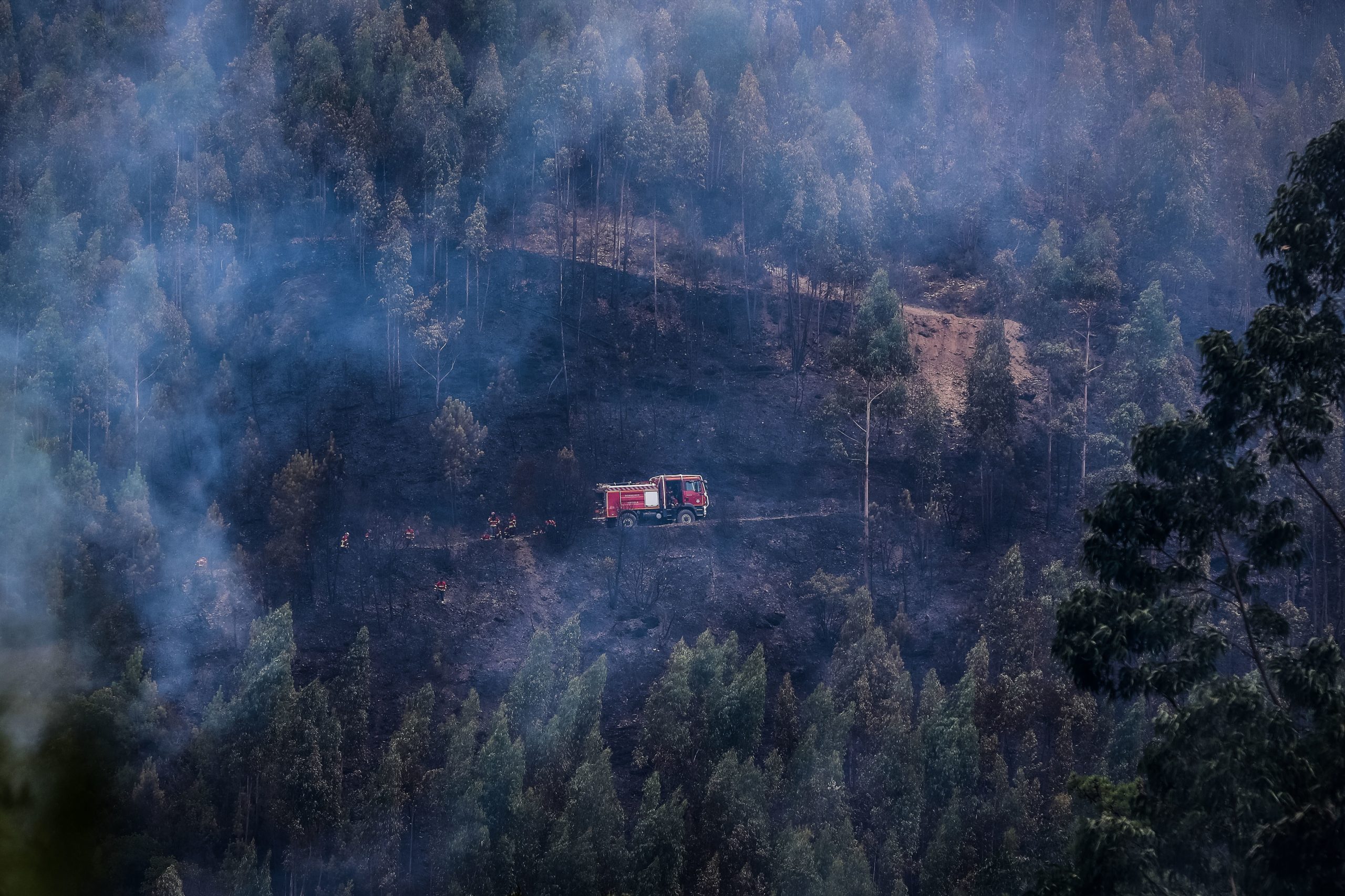 Incêndios. PSD e PCP defendem política florestal comum na União Europeia para evitar fogos