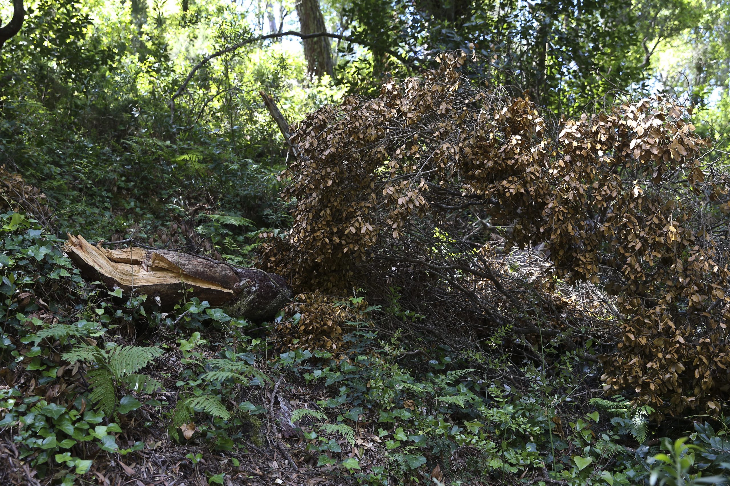 Associações querem responsabilidade criminal para quem não cumpre lei da floresta