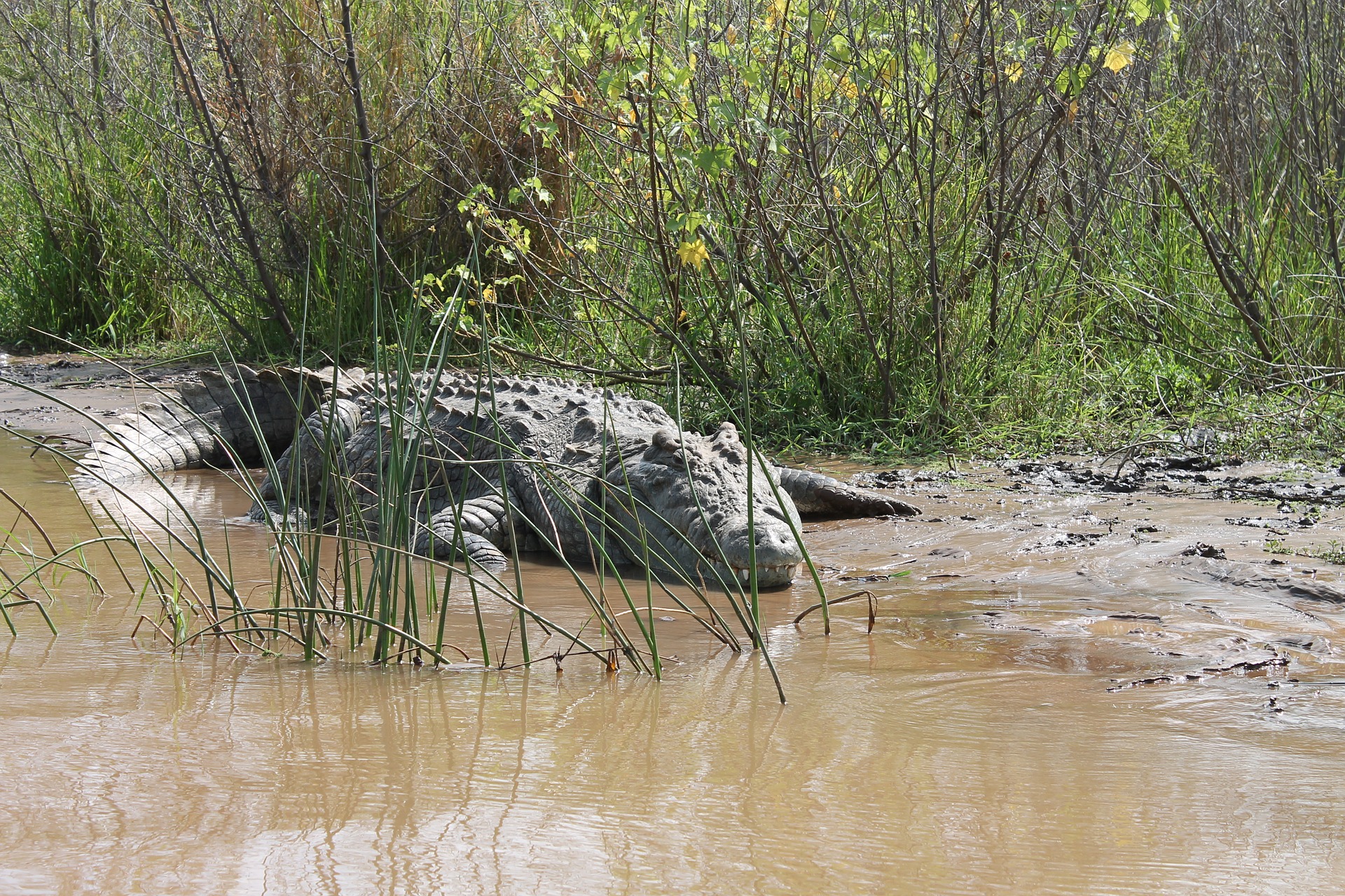Pescador australiano libertou-se de um crocodilo recorrendo a canivete de bolso