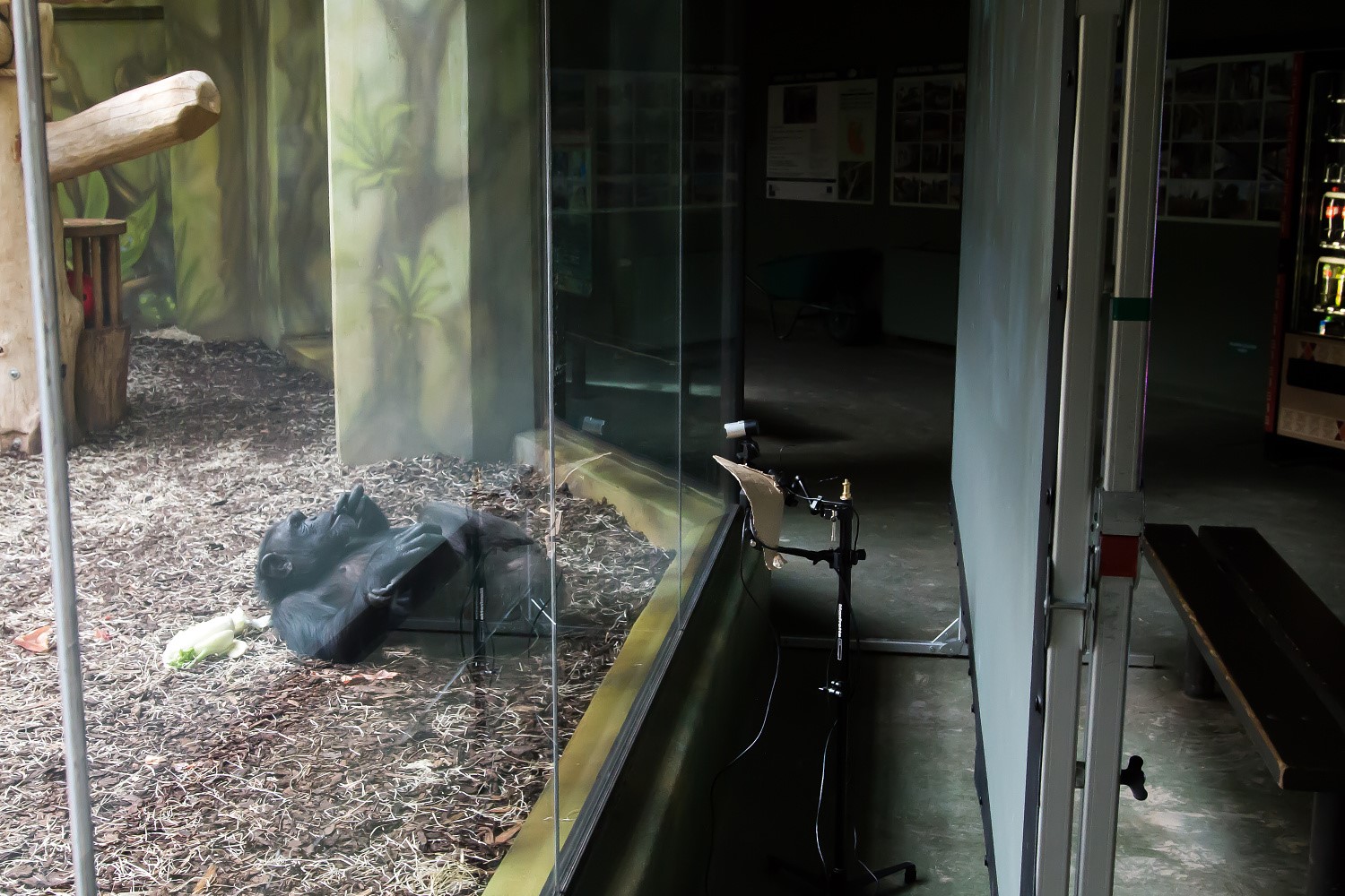 Levantam-se em momentos de tensão e vão buscar comida. Chimpanzés interagem com vídeos em direto de outros zoos