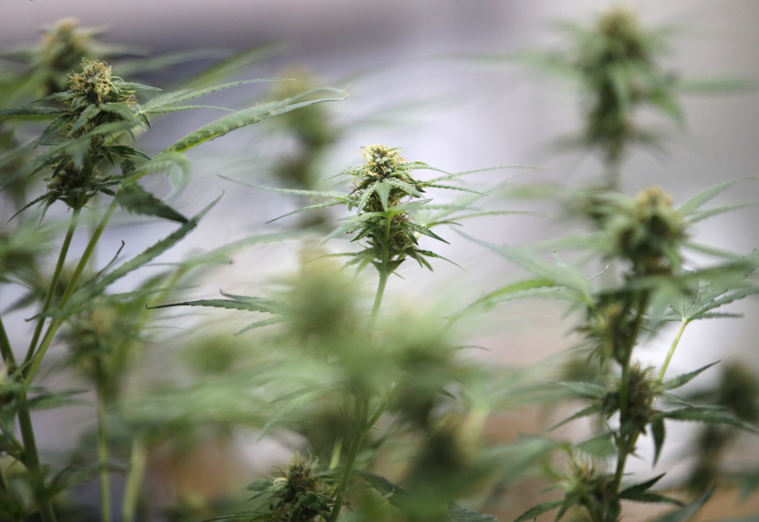 Países Baixos. A partir de hoje, em Breda e Tilburg é mesmo legal consumir canábis