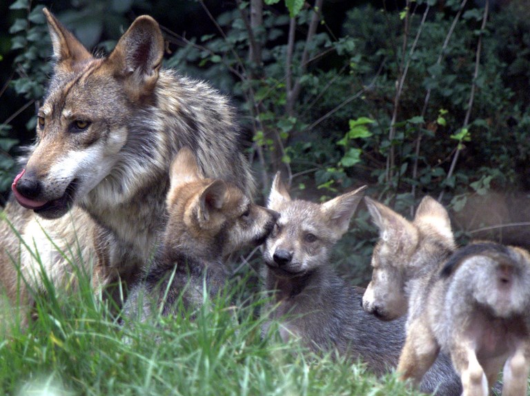 Mais de mil espécies animais ameaçadas se for construído um muro entre o México e os EUA
