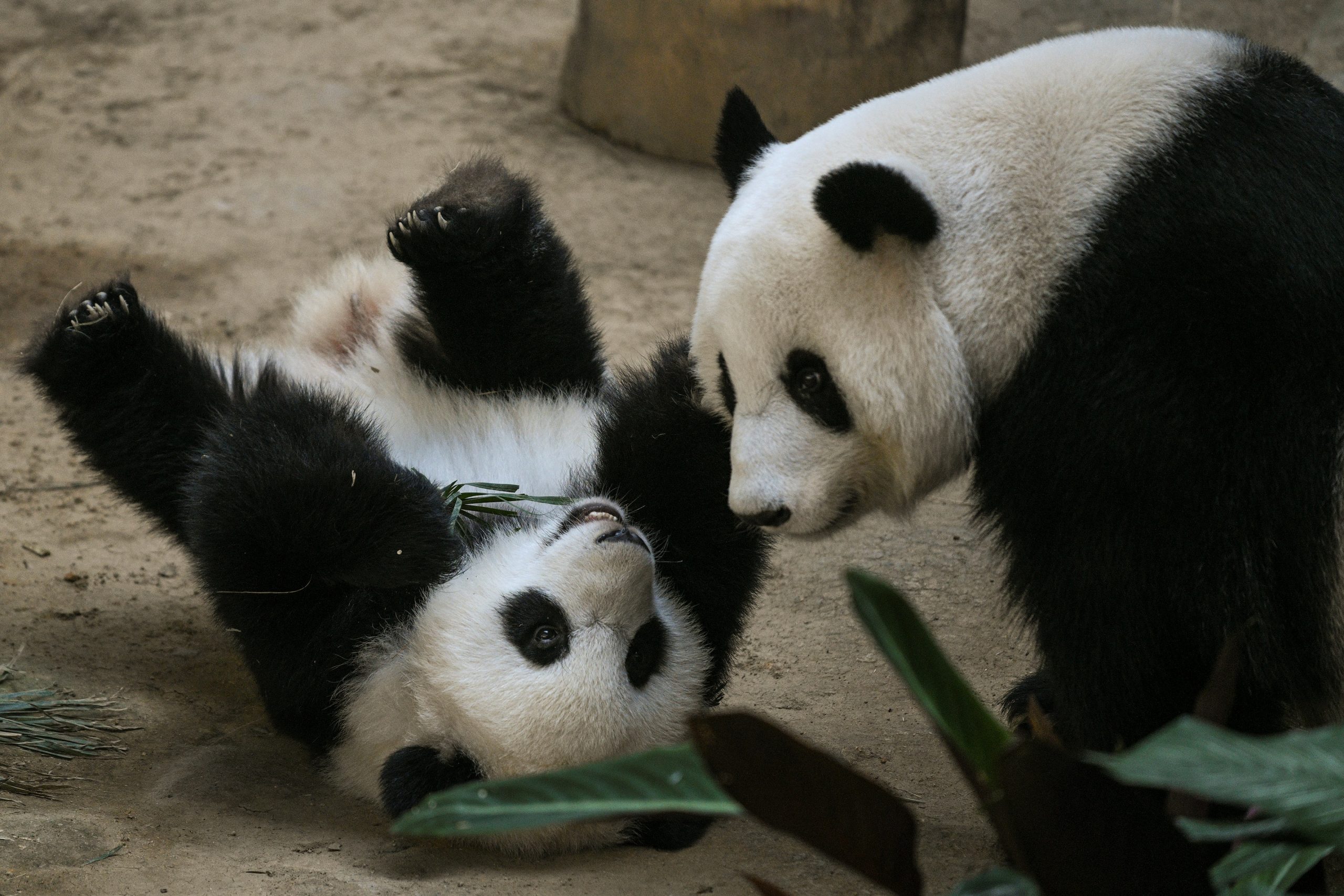 Do panda gigante à tartaruga das Galápagos. Estes são alguns dos êxitos e fracassos na proteção da natureza
