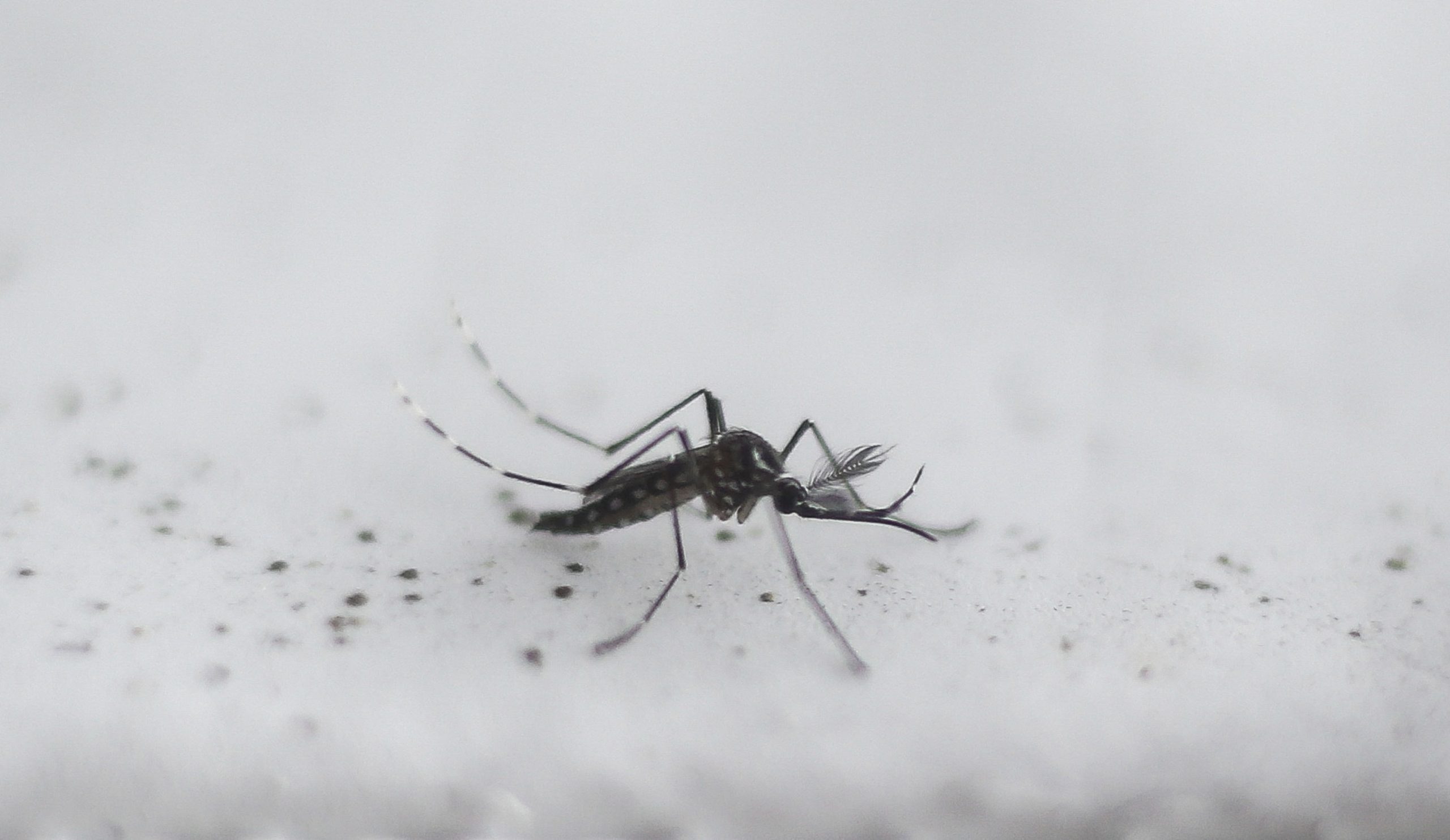 Estamos a usar repelente da forma correta? O que resulta contra os mosquitos?