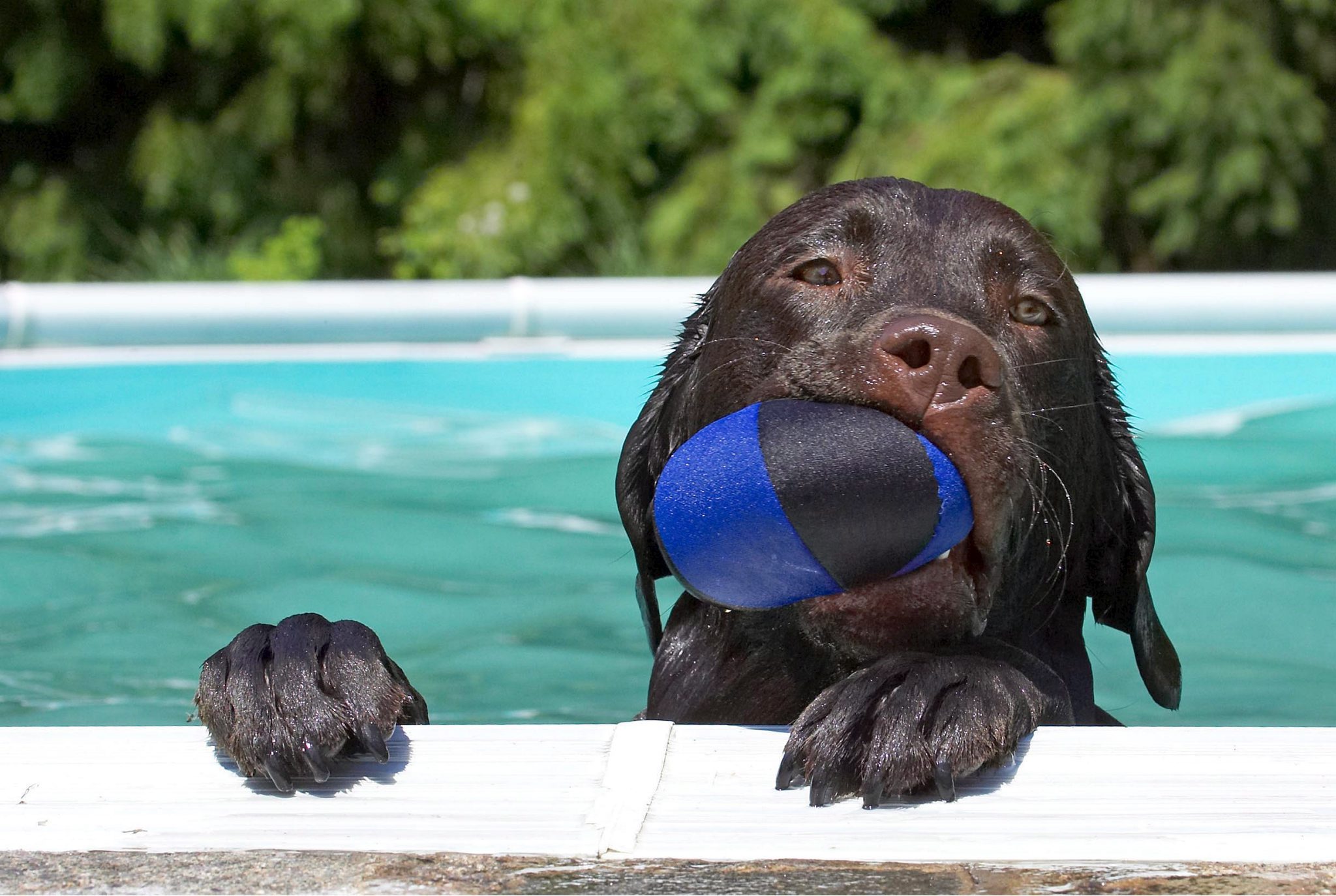 Animal hotels, porque há animais de cinco estrelas