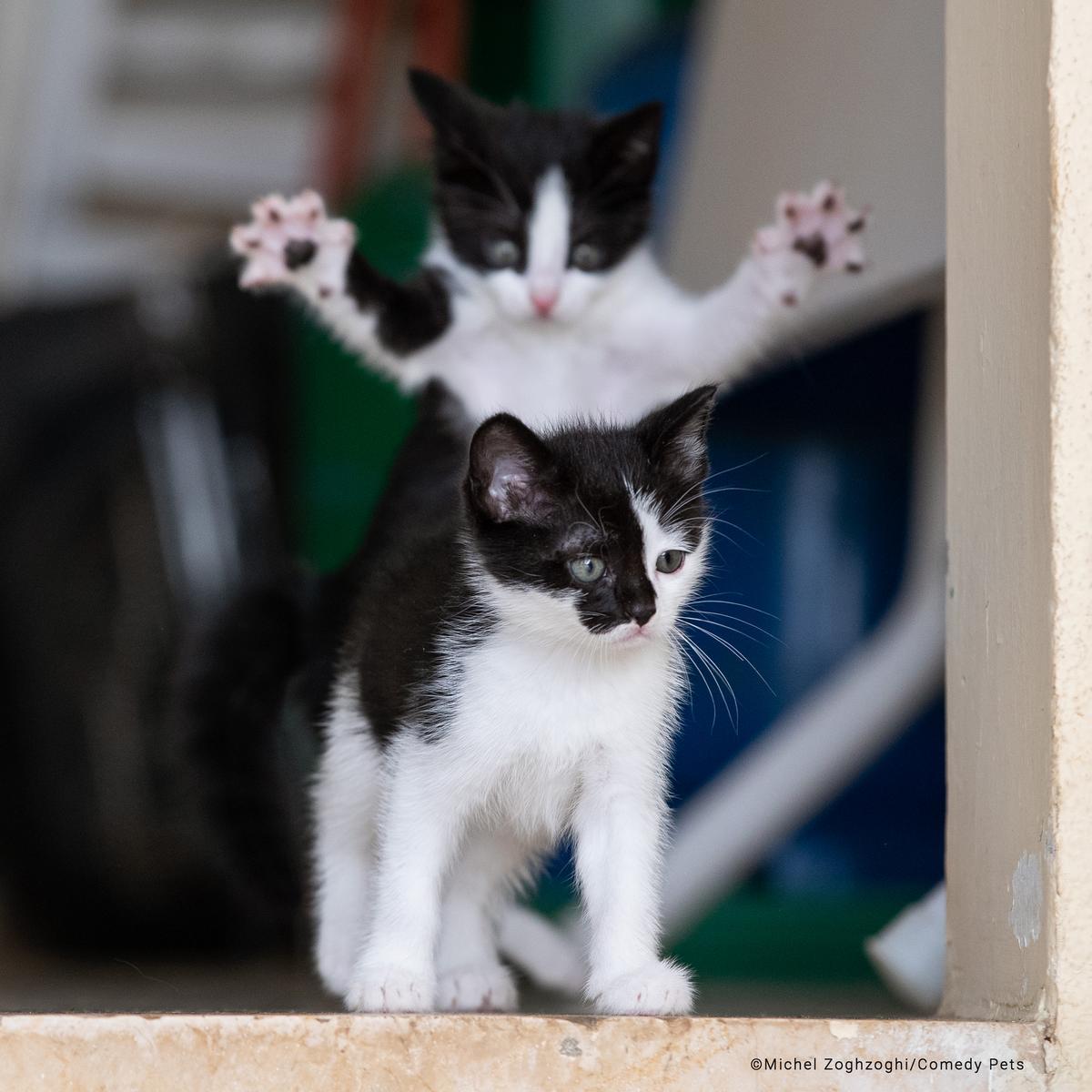 Um gato a pregar um susto é o vencedor dos Comedy Pet Photography Awards