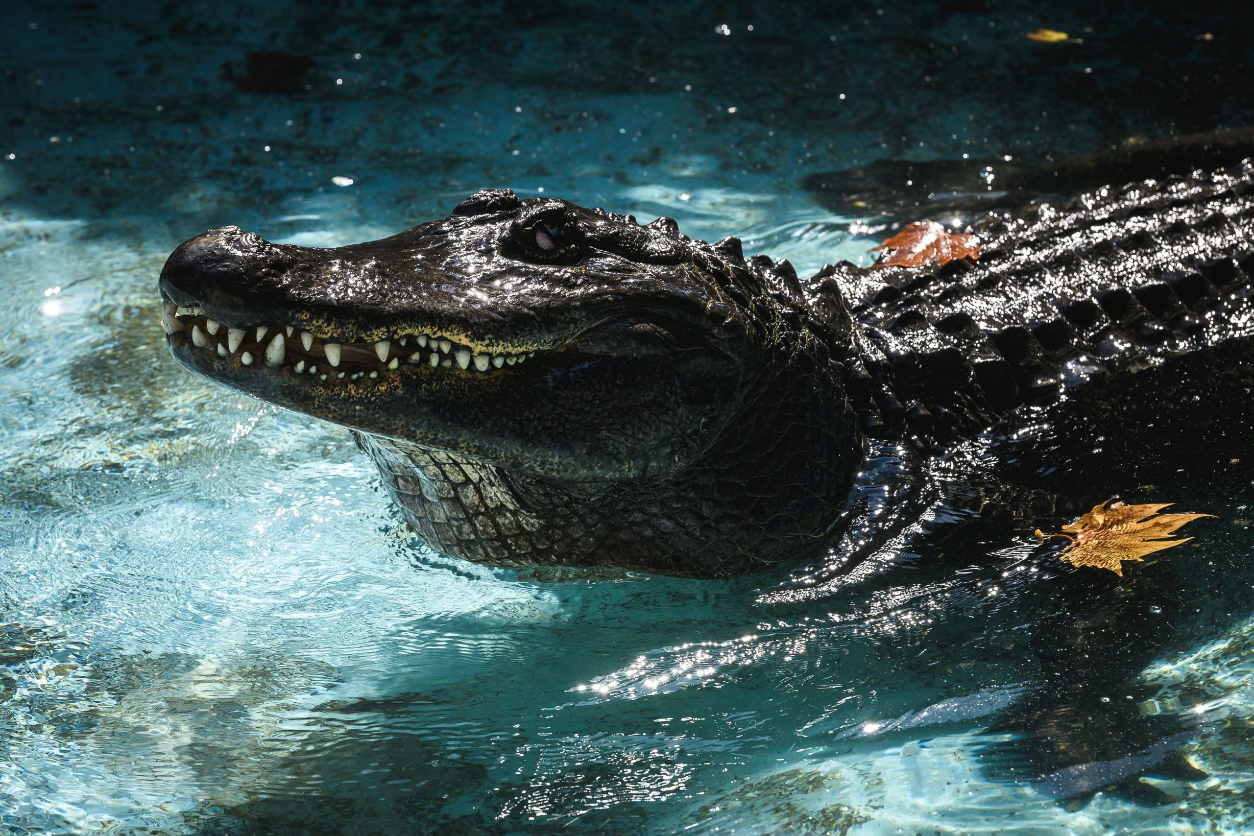 Parabéns, Muja. O jacaré mais velho do mundo em cativeiro completa 83 anos no Zoológico de Belgrado
