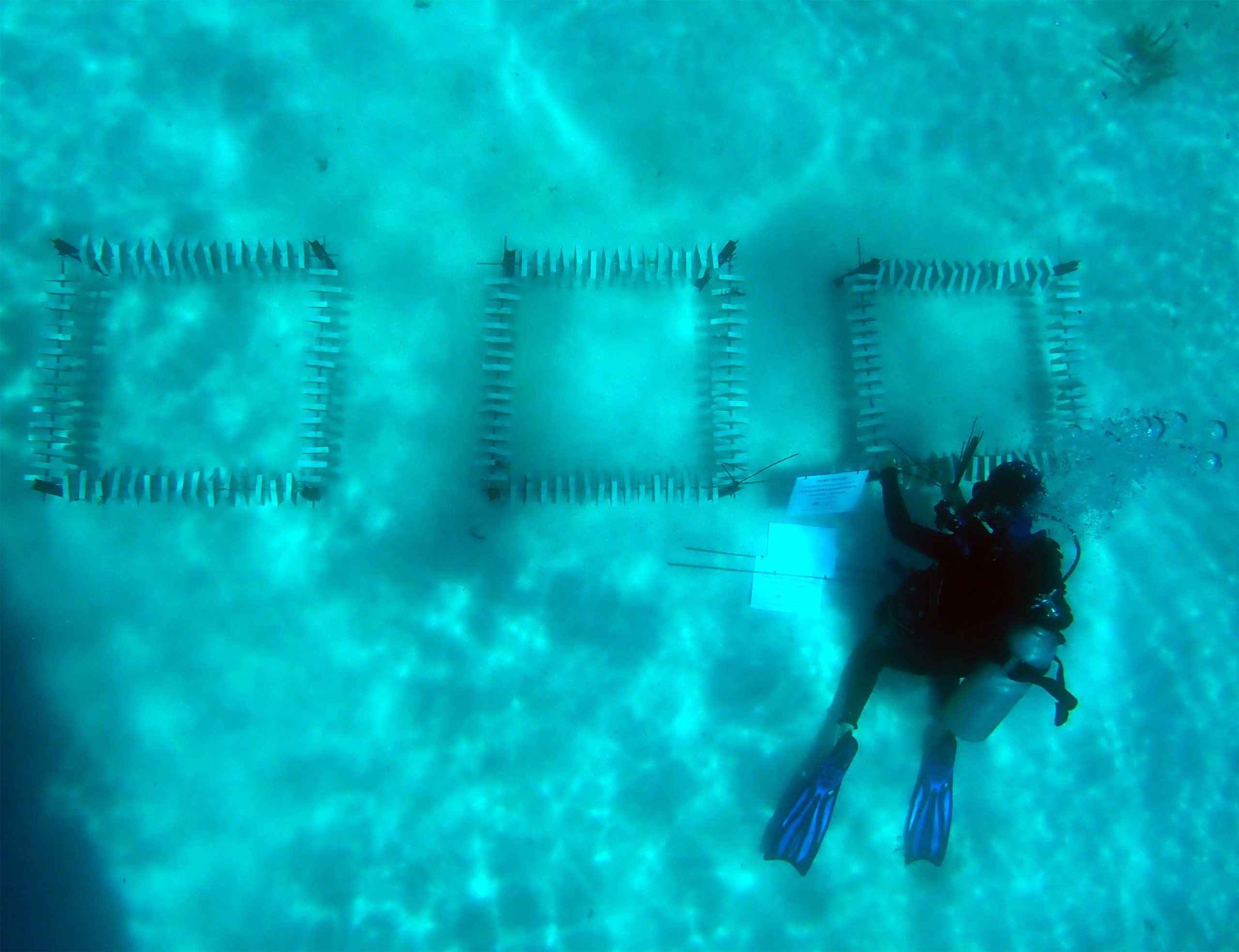 Salvar a Grande Barreira de Coral, reproduzindo larvas de coral em laboratório
