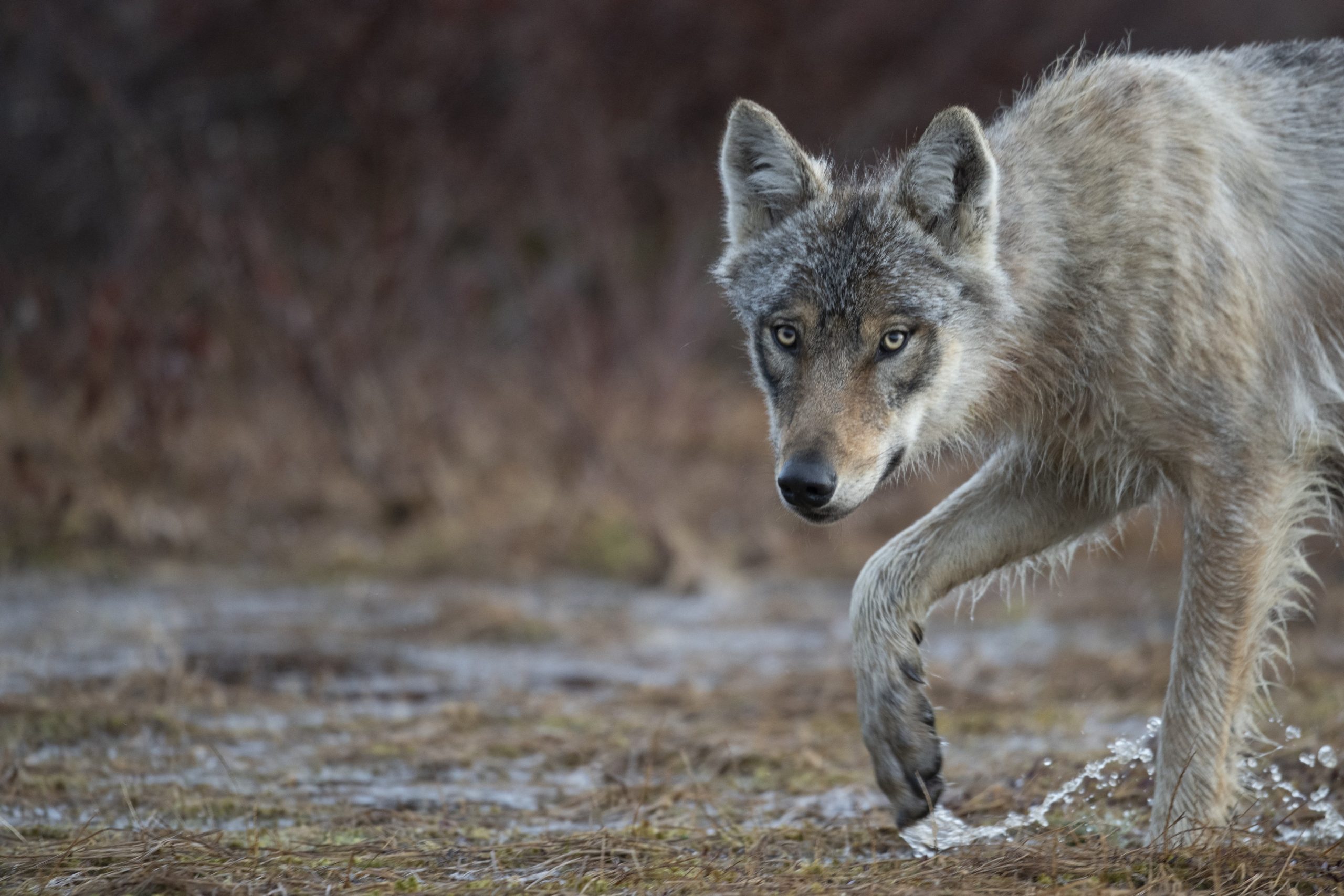 Recuperação do lobo-cinzento gera alegria na Europa. Mas também há preocupação com os ataques