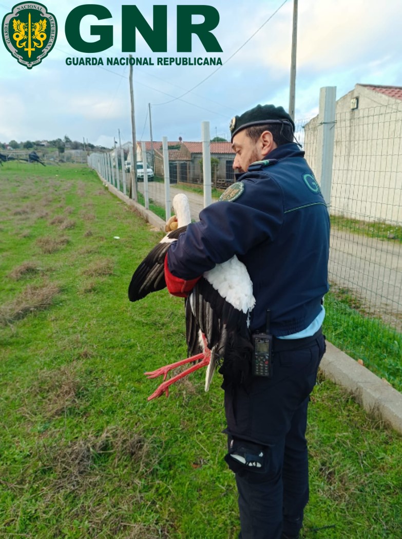 Cegonha branca resgatada em Castelo Branco