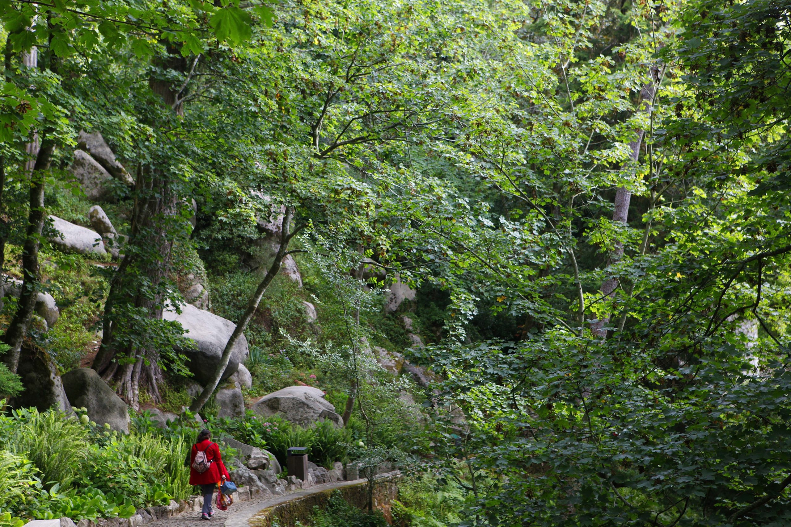 IP cortou árvores do Parque Natural Sintra-Cascais, alega segurança rodoviária