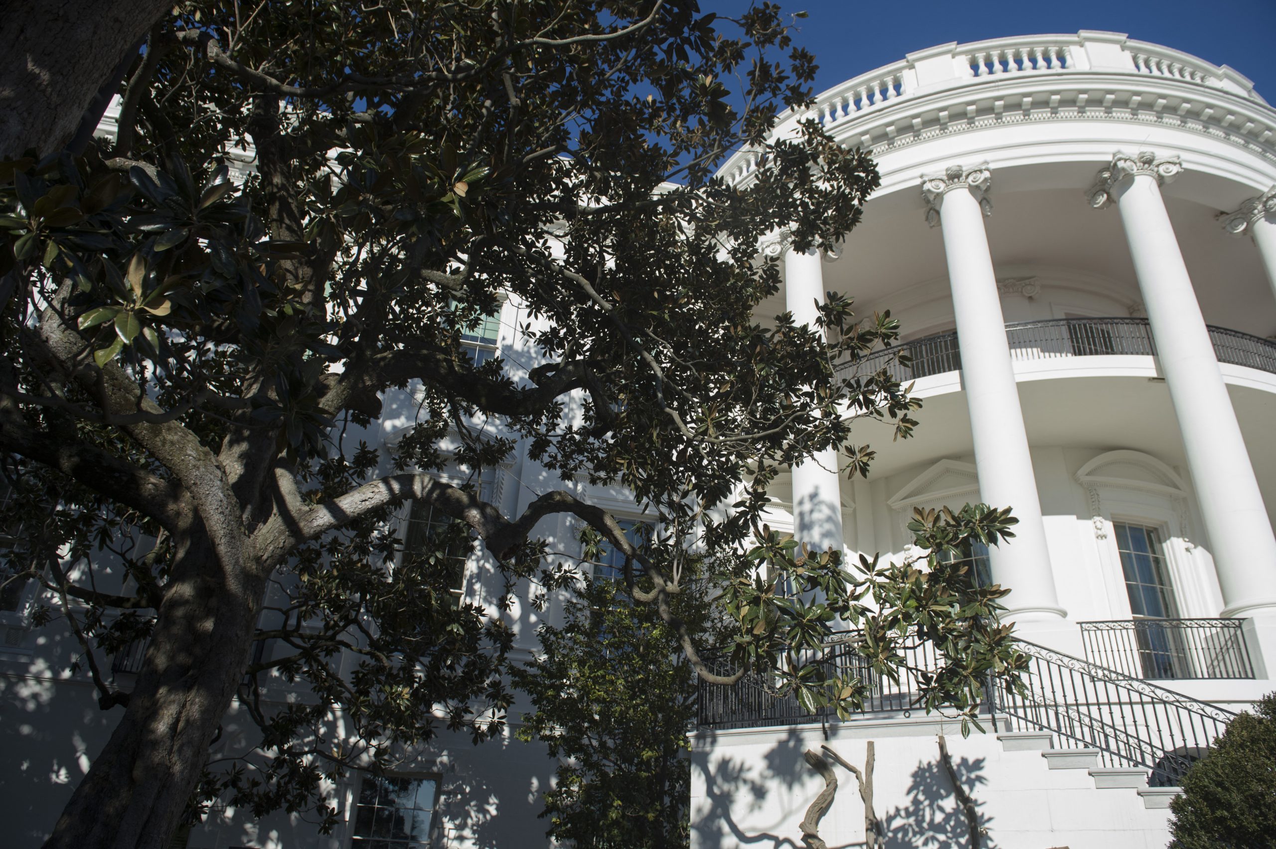 Centenária magnólia Jackson vai ser removida da Casa Branca, anuncia Trump
