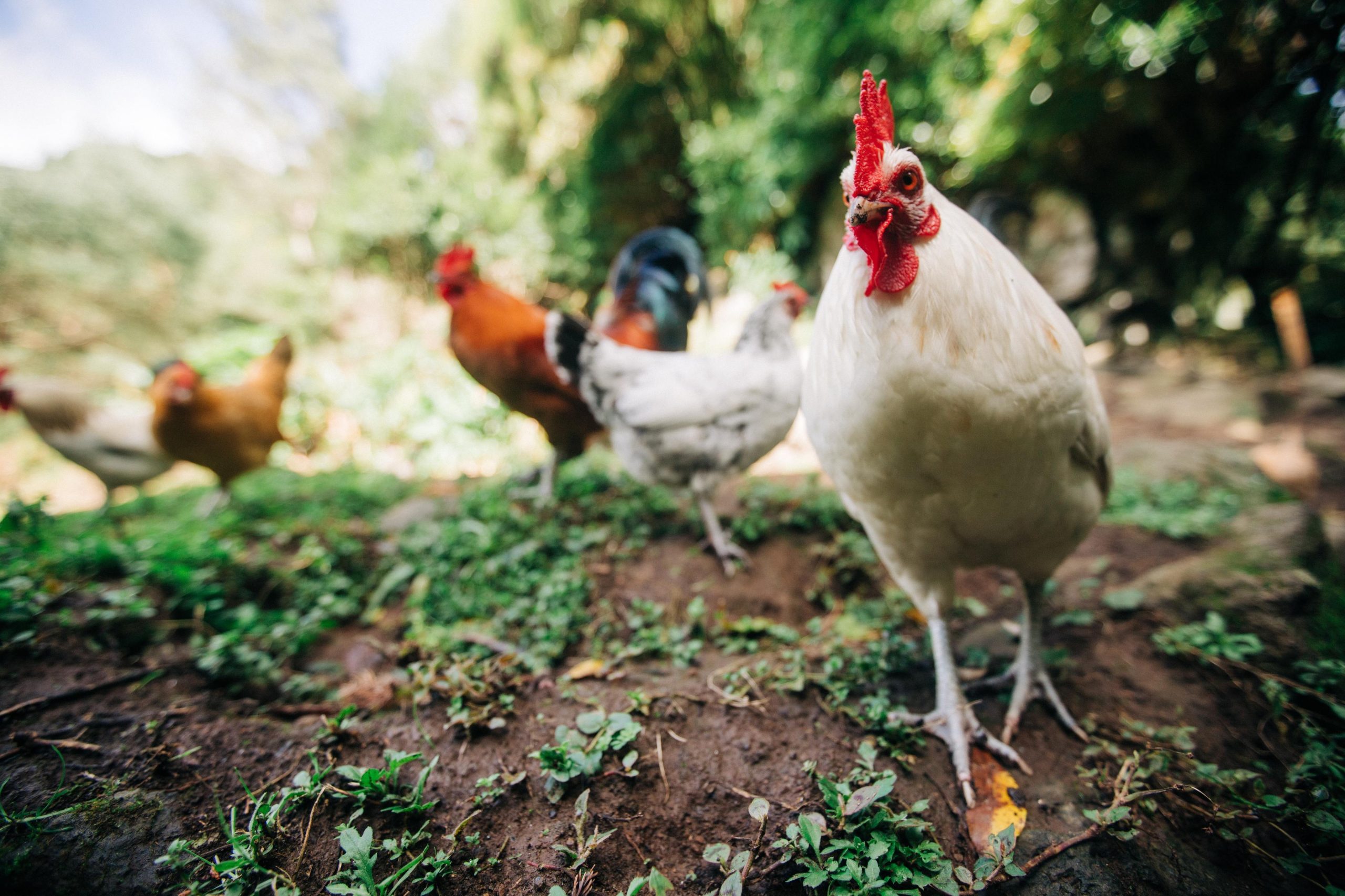 Galinhas, ovos e vacinas